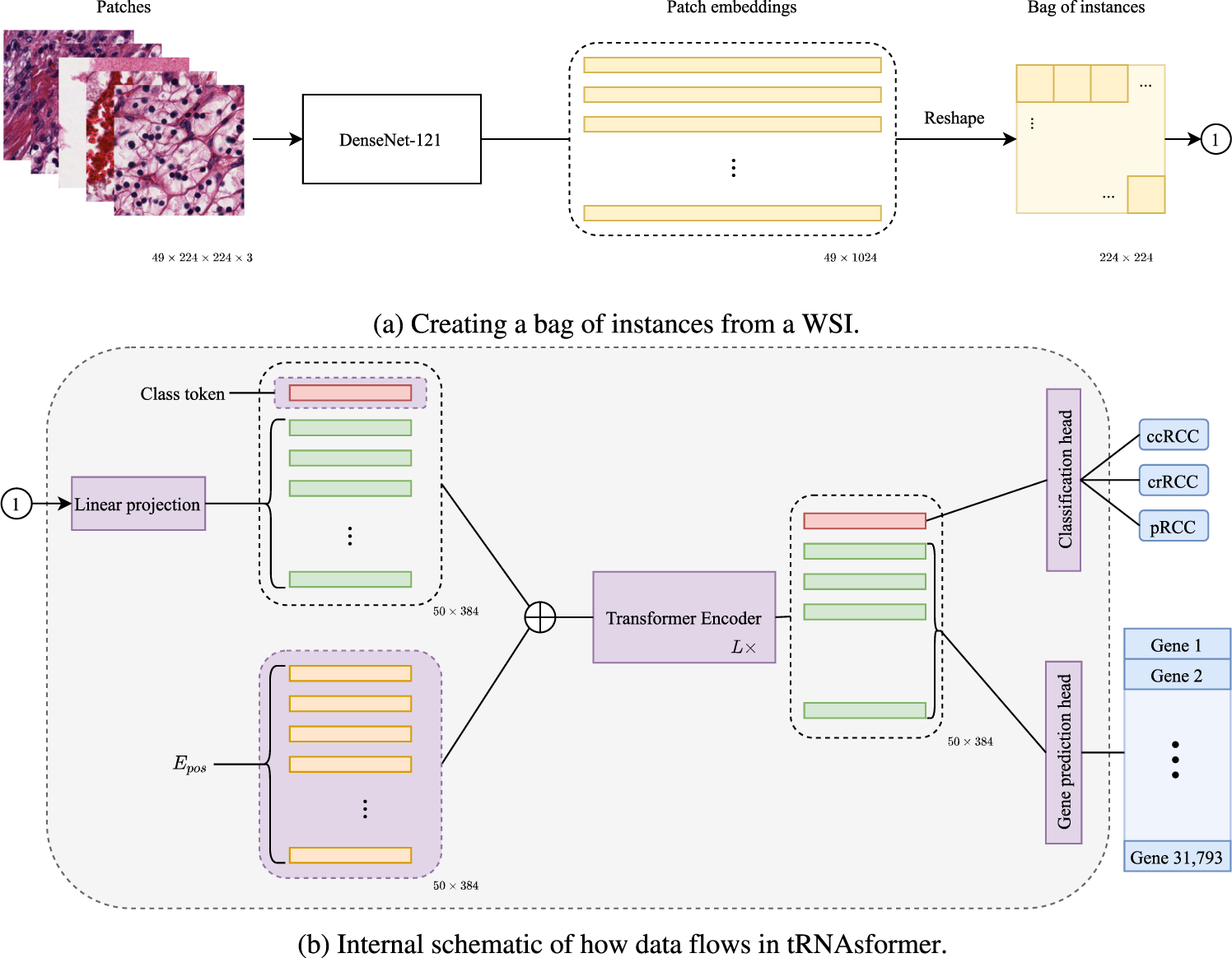 https://media.springernature.com/full/springer-static/image/art%3A10.1038%2Fs42003-023-04583-x/MediaObjects/42003_2023_4583_Fig1_HTML.png