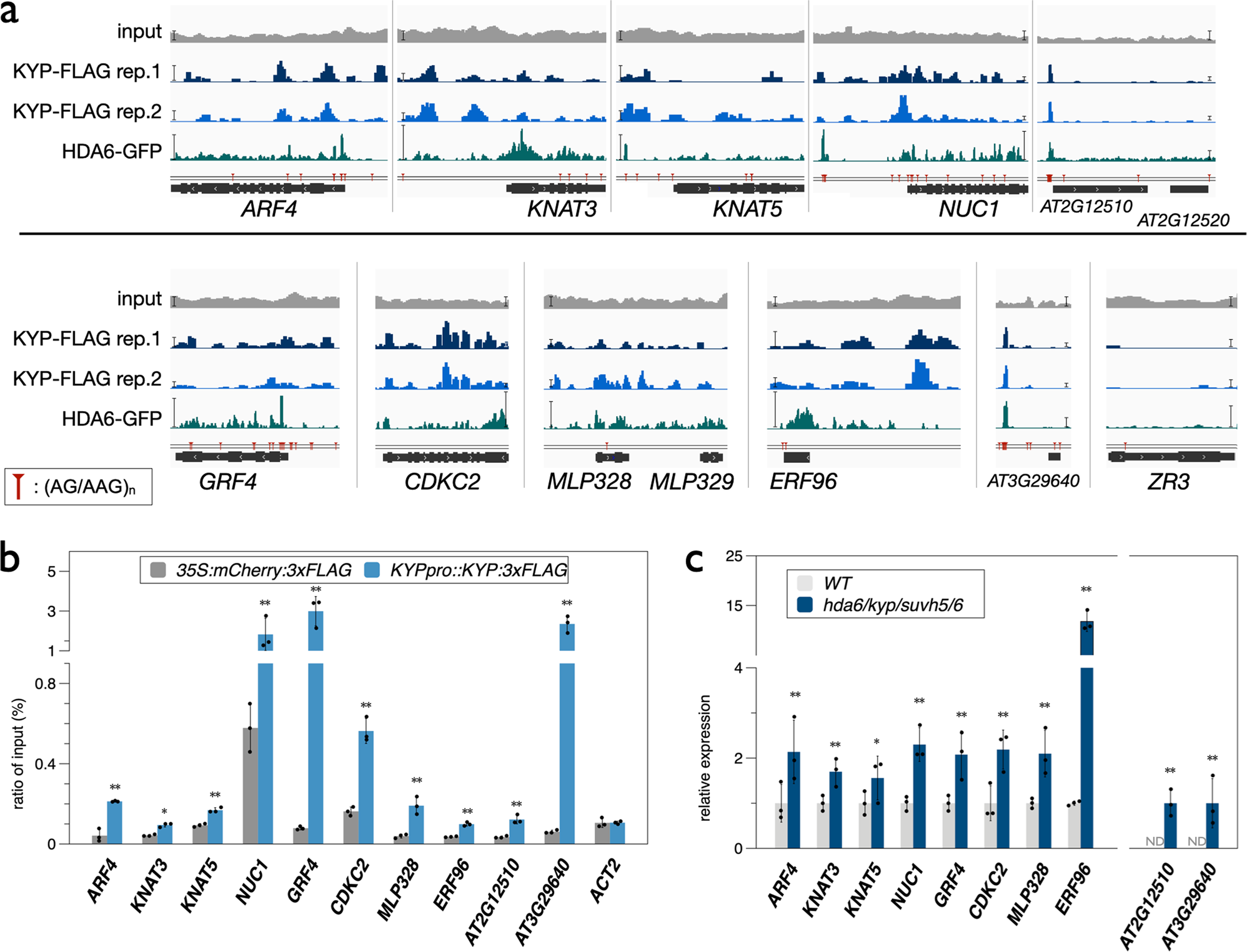 Fig. 7: The binding and expression of KYP regulated genes.