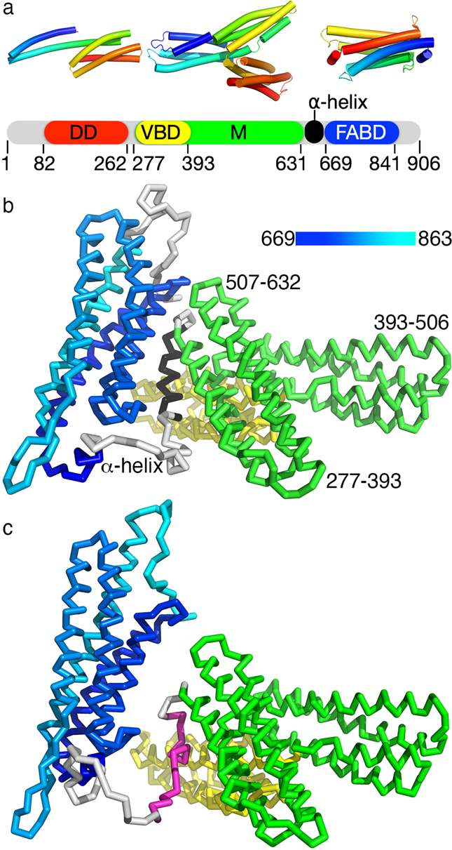 Distinct inter-domain interactions of dimeric versus monomeric α-catenin link cell junctions to filaments | Communications Biology distinct-inter-domain-interactions-of-dimeric-versus-monomeric-catenin-link-cell-junctions-to-filaments-communications-biology