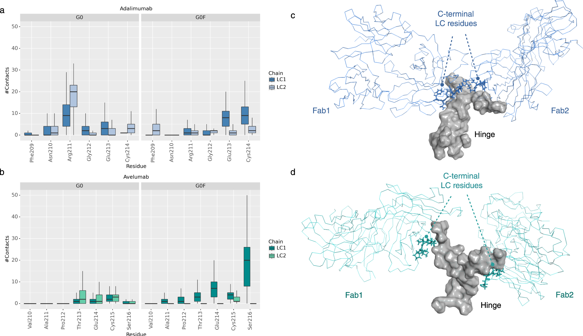 Fig. 5: Analysis of the number of contacts between C-terminal LC residues and hinge region.