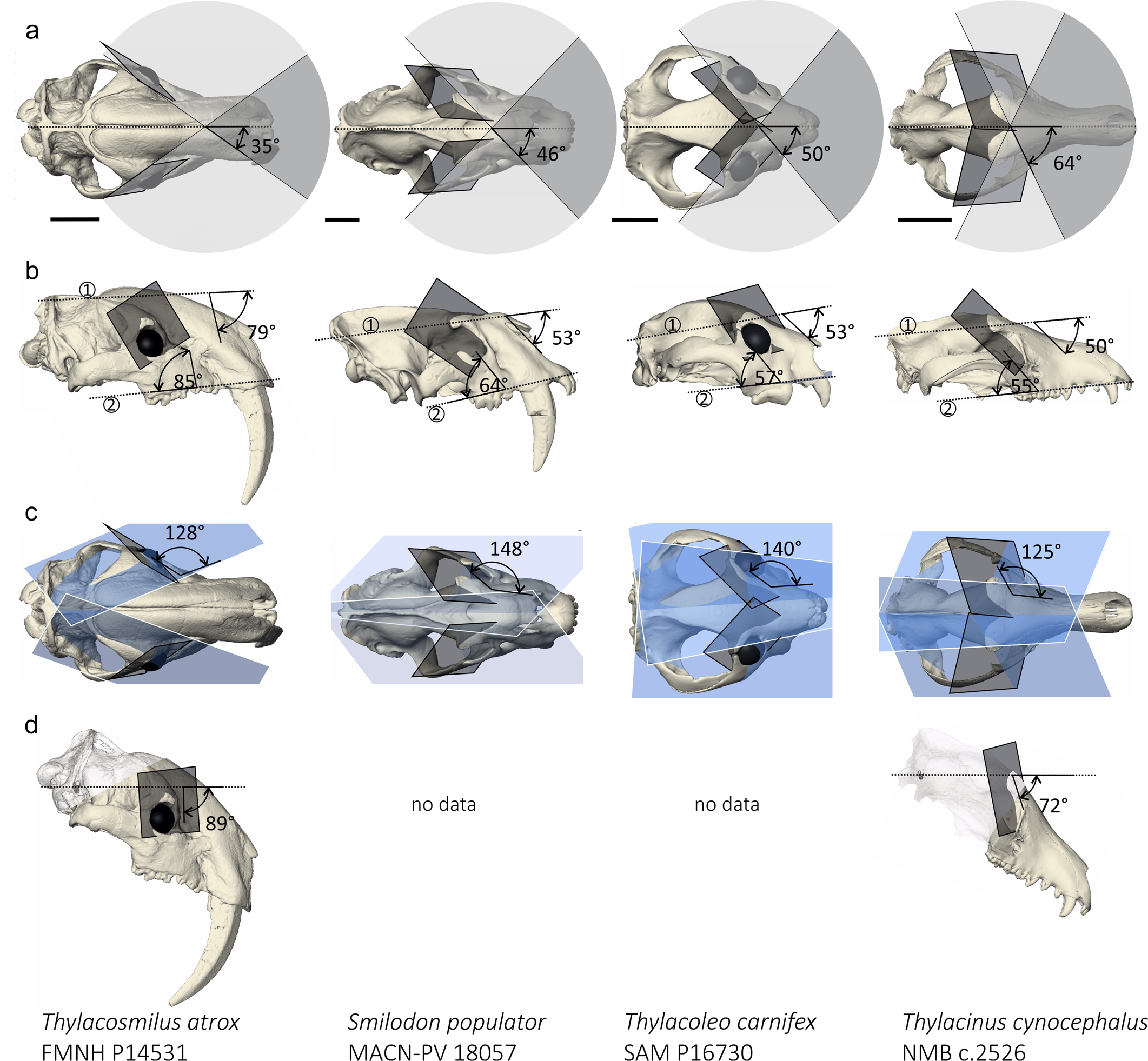 Understanding the Unique Characteristics of the Marsupial Sabertooth Thylacosmilus