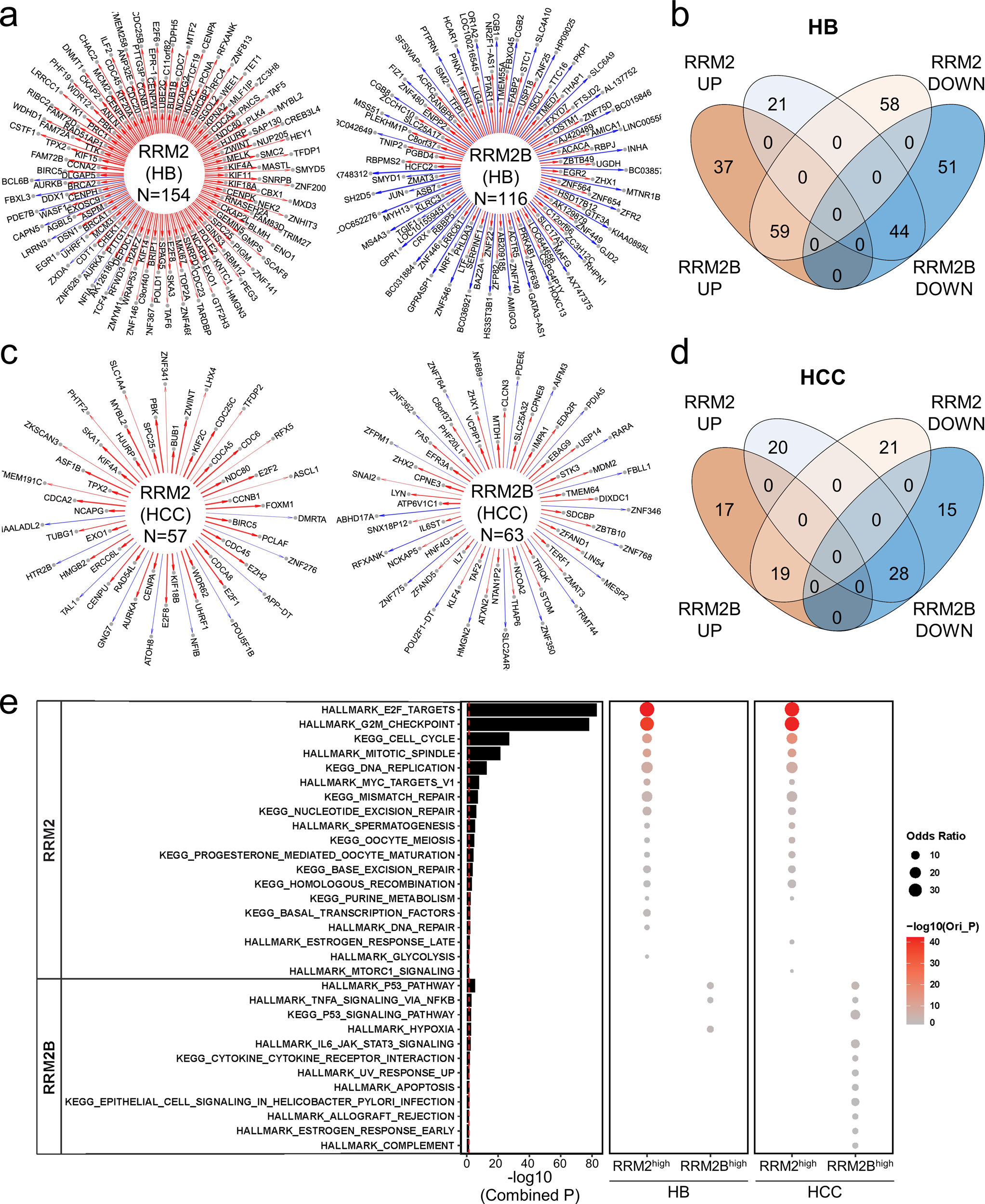 Fig. 2: NetBID identified distinct hub genes and associated signaling pathways of RRM2 and RRM2B in HB and HCC patient tumors.