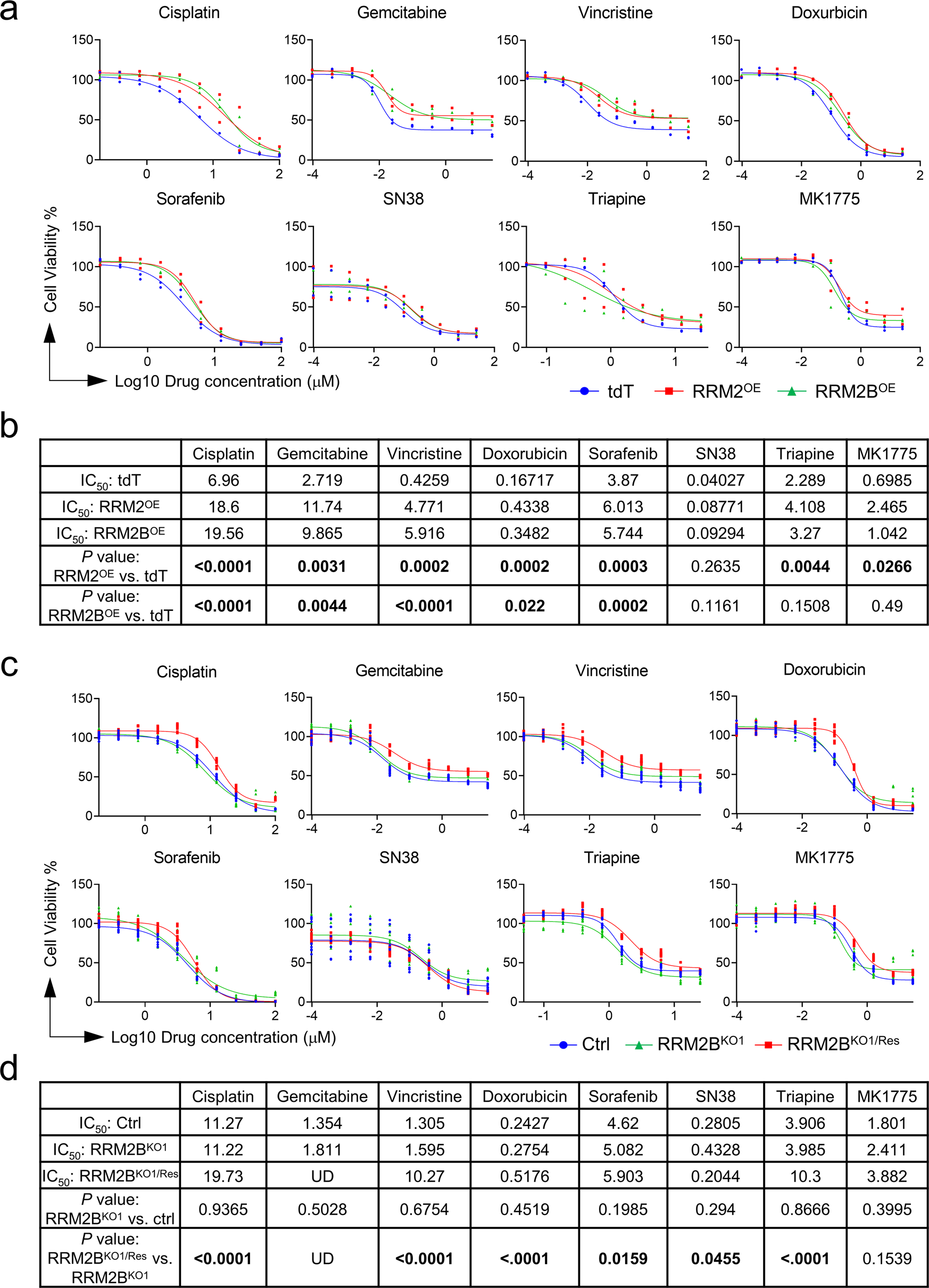 Fig. 5: Both RRM2 and RRM2B contribute moderately to HepG2 cell drug resistance.