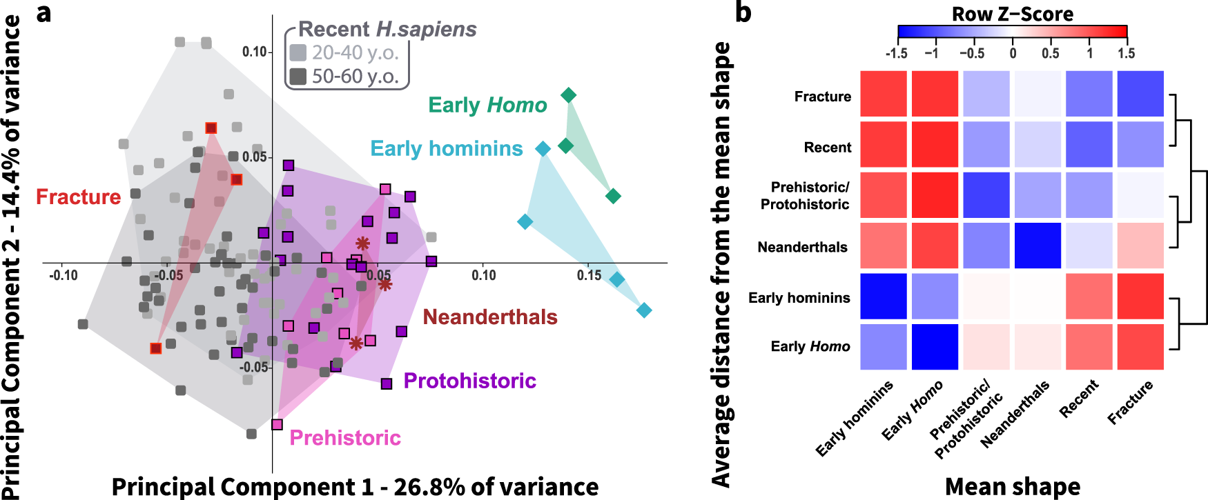 Fig. 3: Proximal femoral shape variance among early hominins, Neanderthals, and human groups (with and without hip fracture).