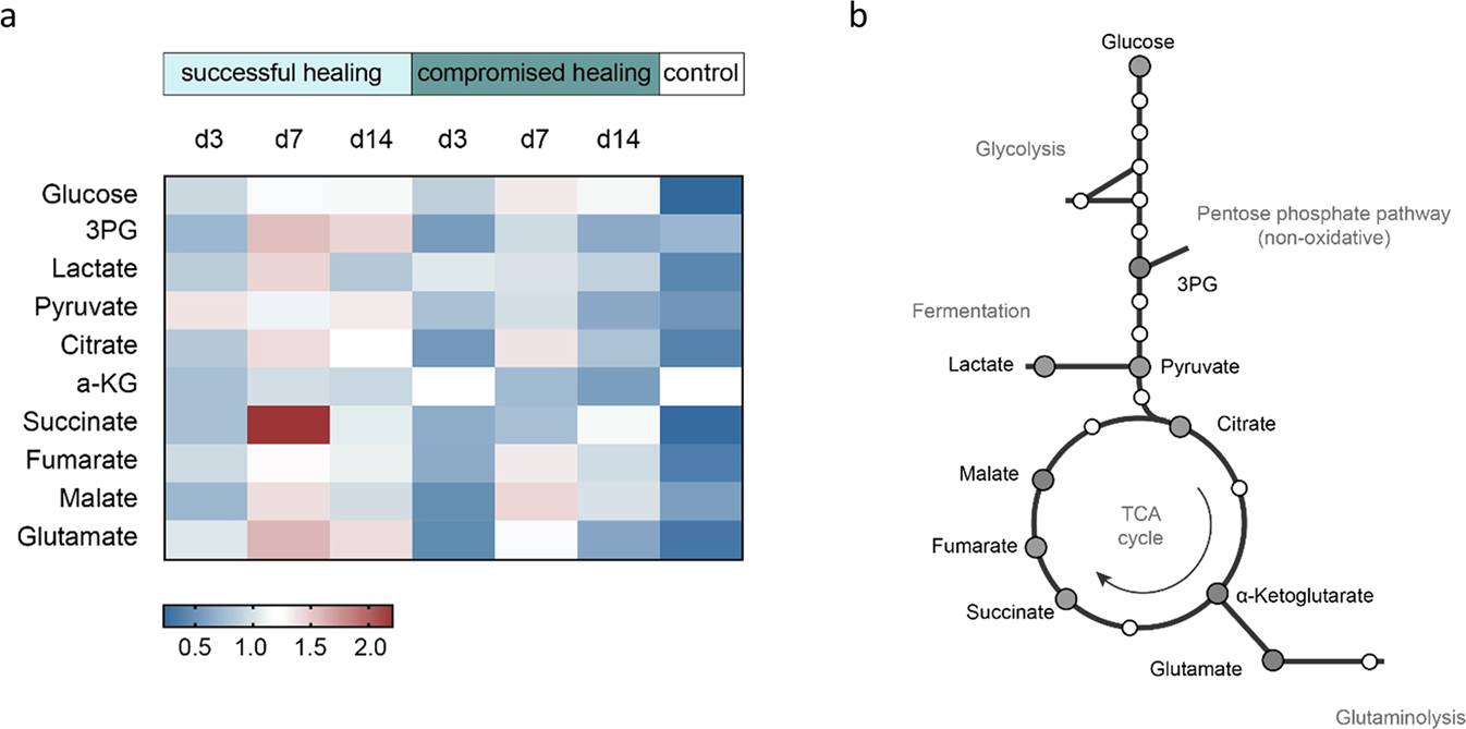 Fig. 5: Untargeted metabolomics of rat fracture tissue from successful and compromised bone healing reveal differences in intermediates from the central carbon metabolism.