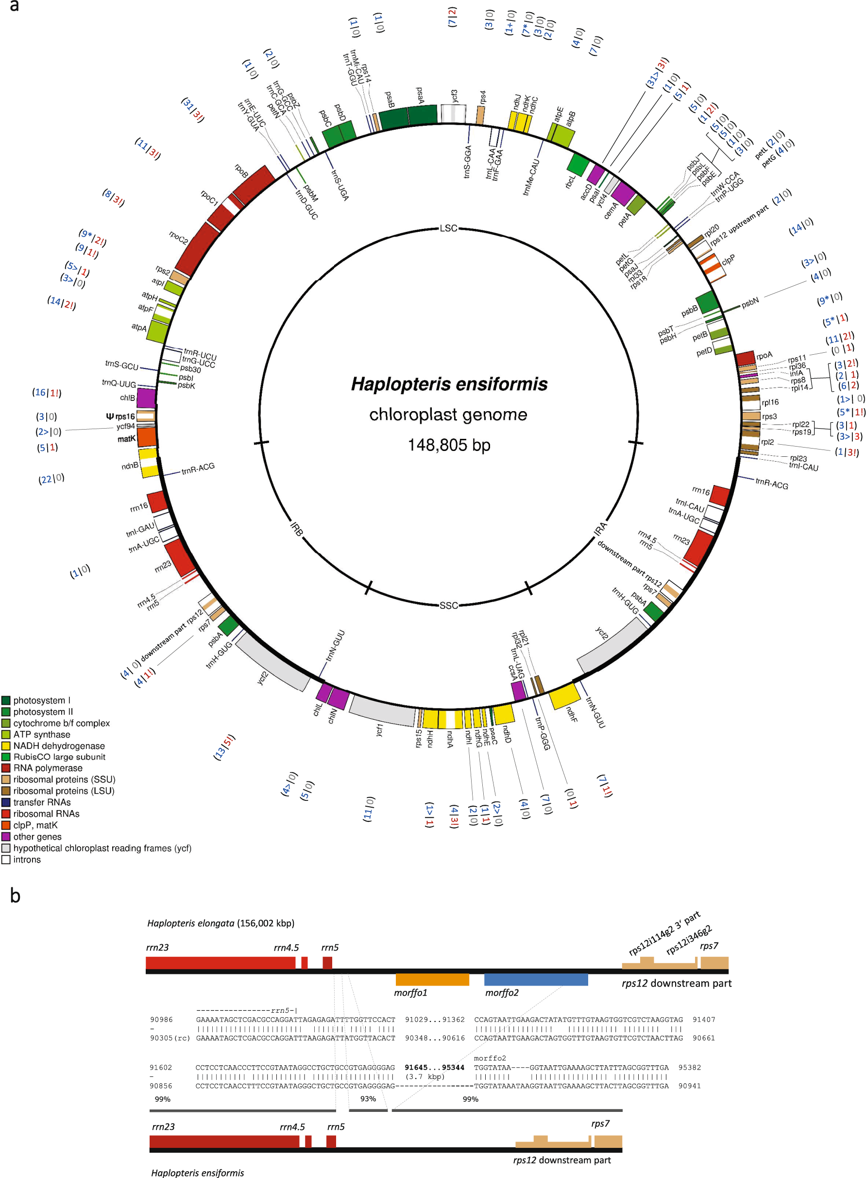 Fig. 1: The Haplopteris ensiformis cpDNA.
