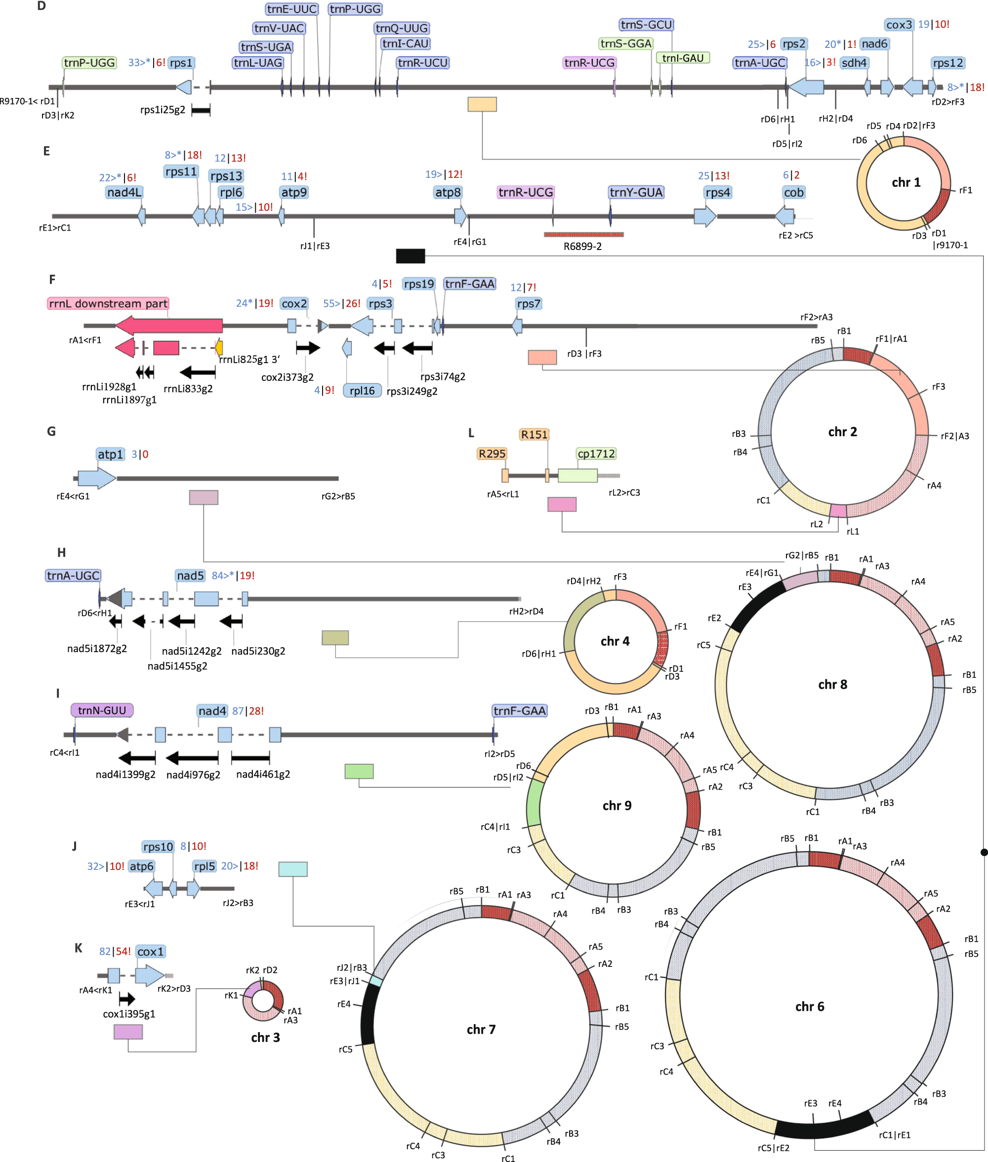 Fig. 3: The Haplopteris ensiformis mtDNA: contigs D–L and chromosomes 1–4 and 6–9.