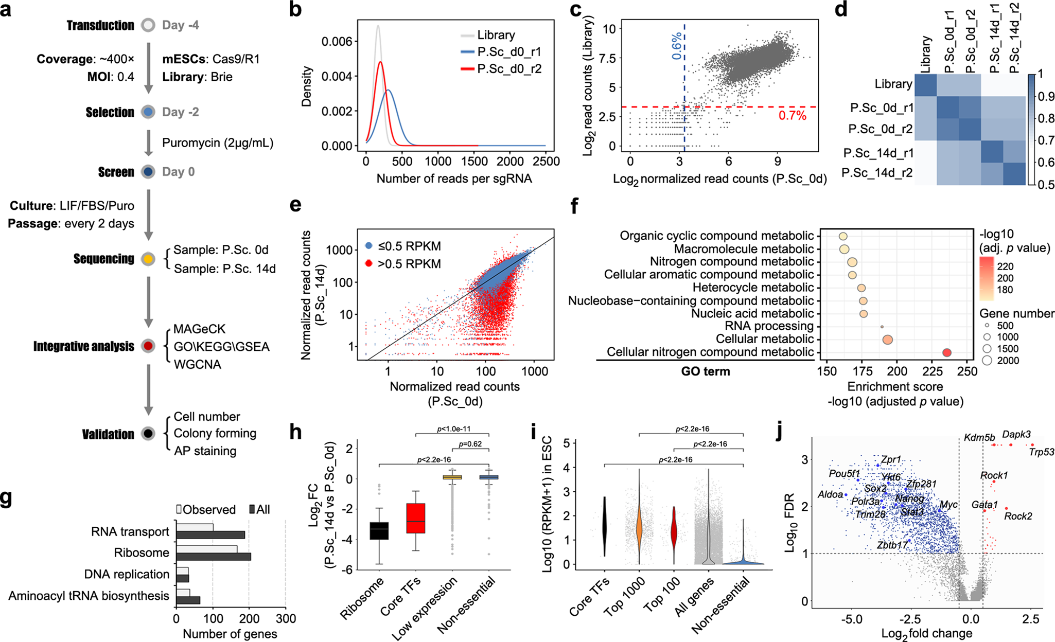 Fig. 1: CRISPR/Cas9-based knockout screen in mESC pluripotency maintenance.