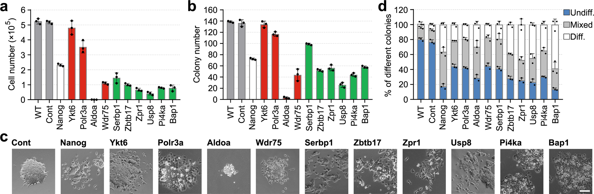Fig. 3: Phenotypic validation of the candidate gene.