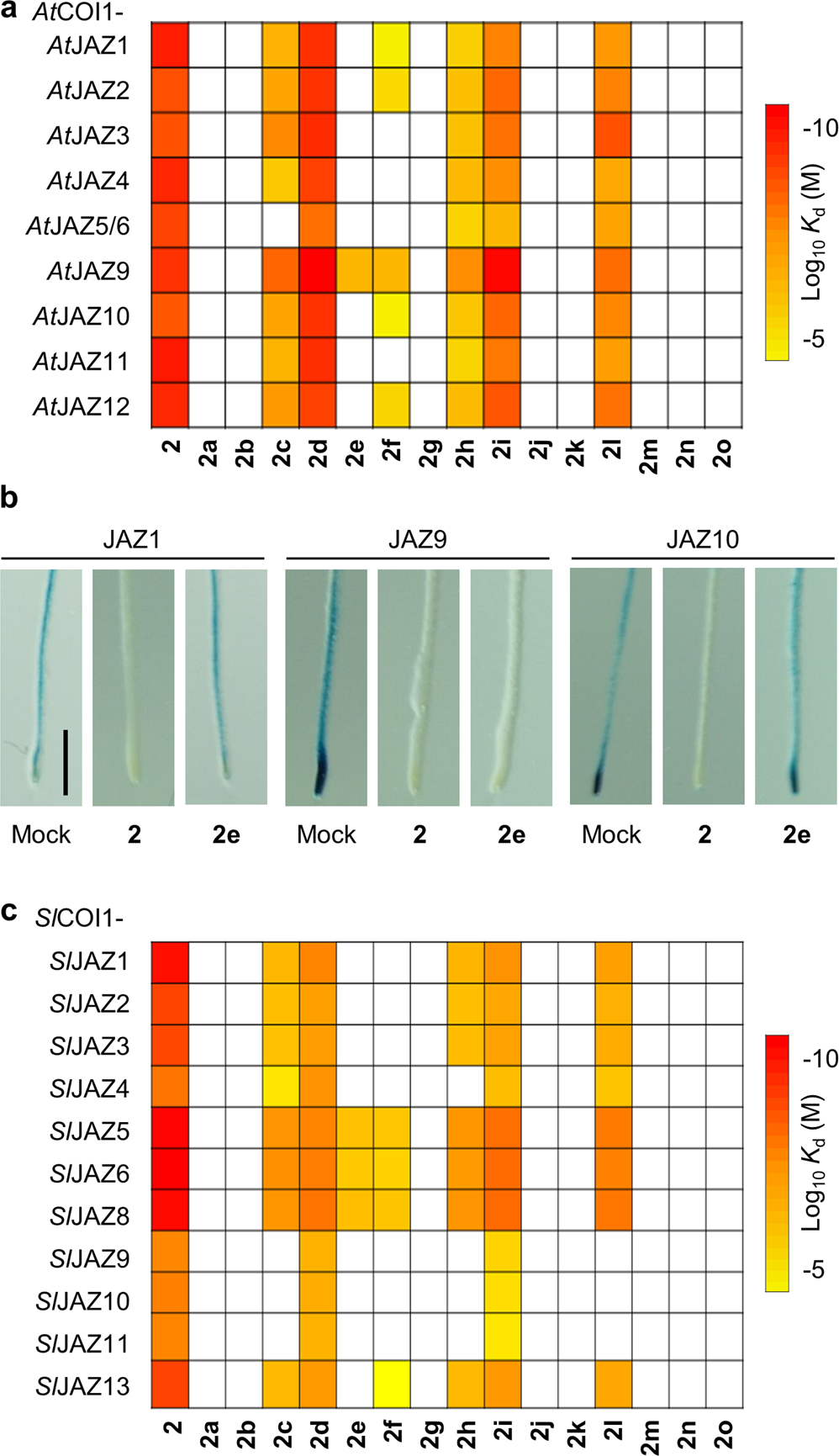 Fig. 2: Affinity heatmaps of coronatine stereoisomers on COI1-JAZ co-receptors of A. thaliana and S. lycopersicum.