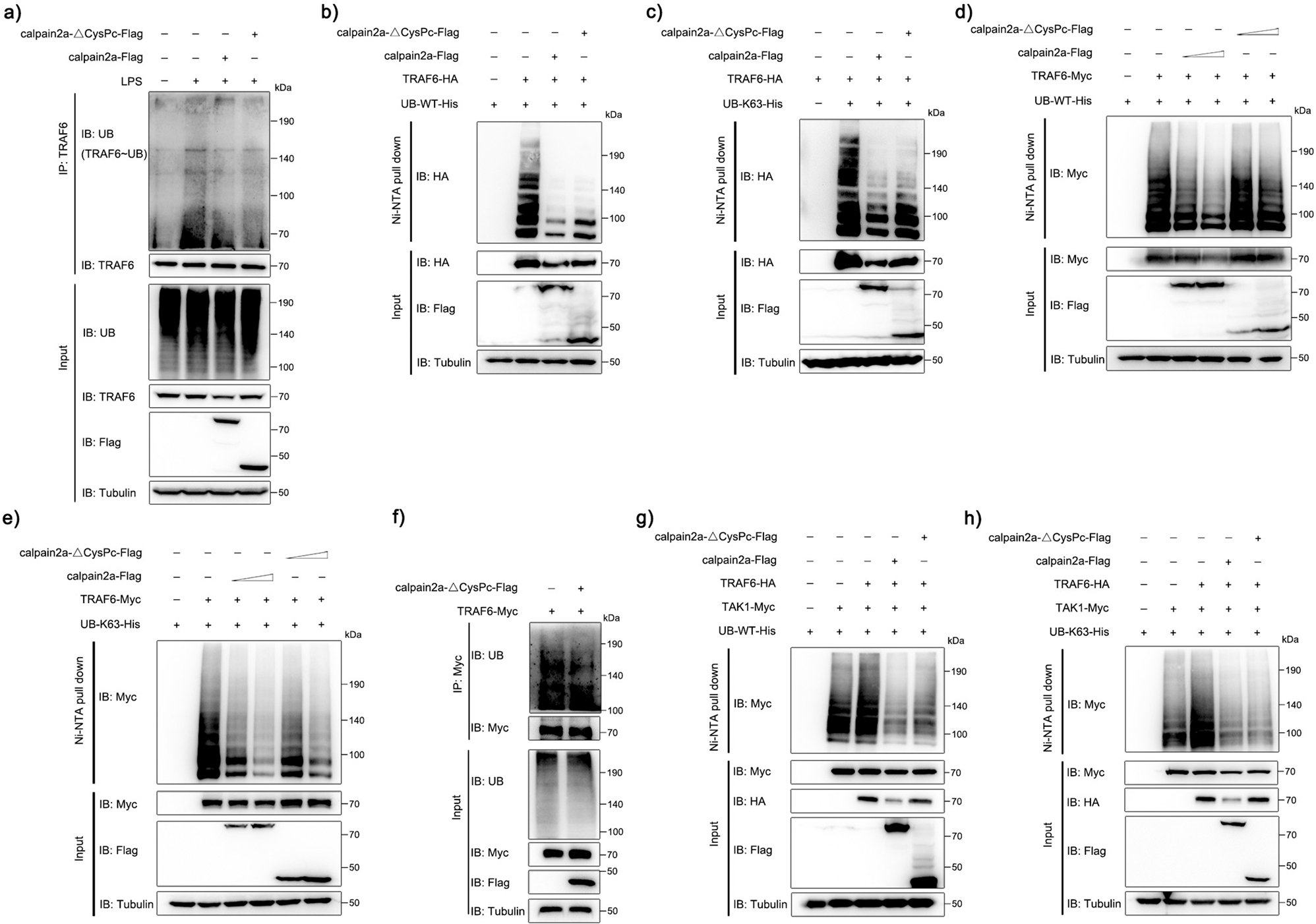 Fig. 5: calpain2a inhibits TRAF6 ubiquitin-ligase activity.