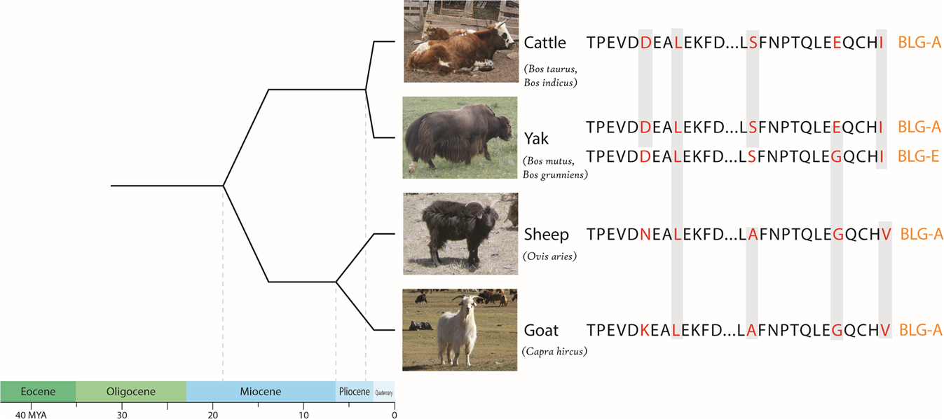 Fig. 2: Alignment of two tryptic BLG peptides that allow for species differentiation.
