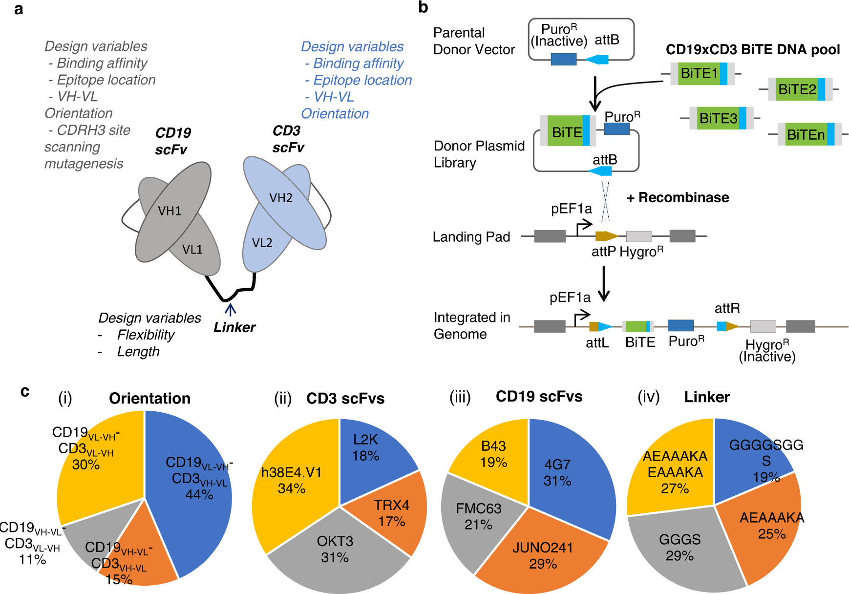 Fig. 2: BiTE library generation and characterization of integrated library diversity.