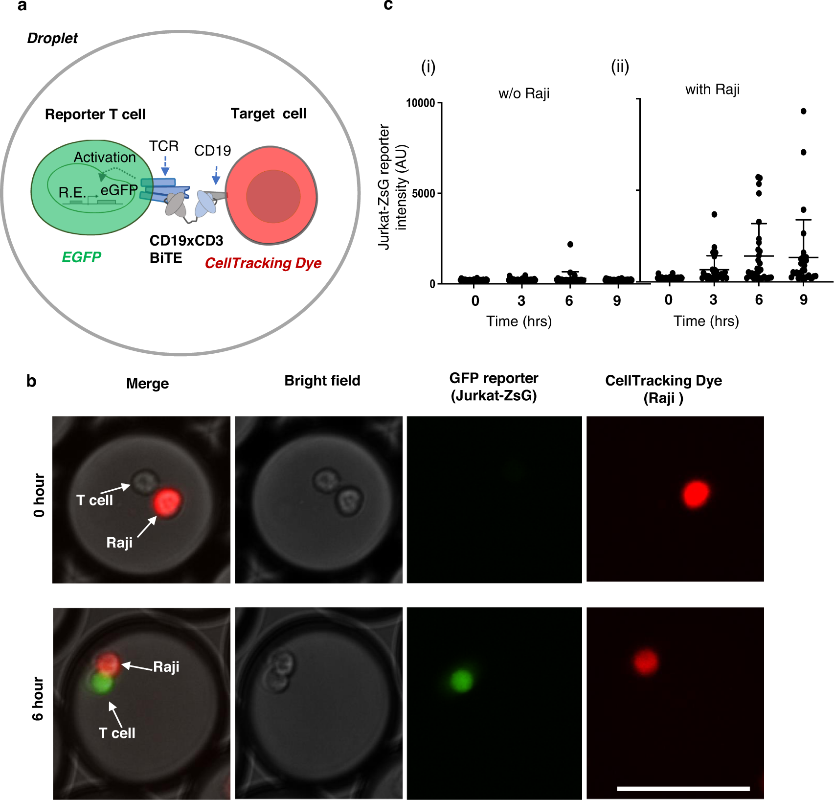 Fig. 3: BiTE mediated activation of Jurkat-ZsG reporter cells in droplets.