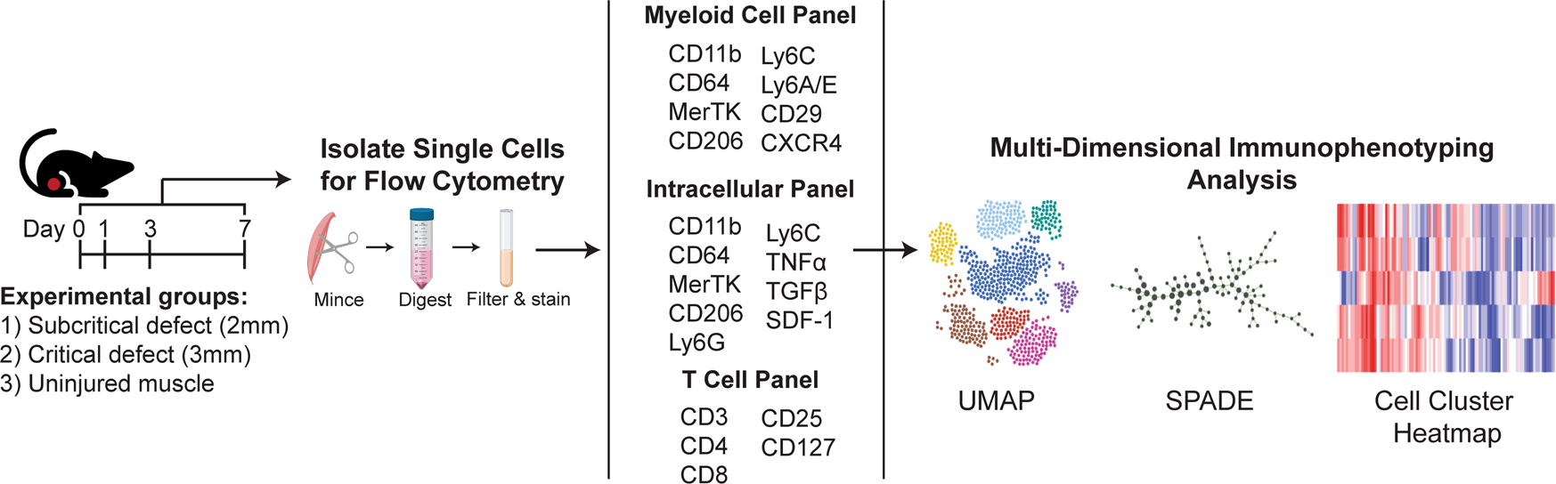 A Special Population of Regulatory T Cells Potentiates Muscle