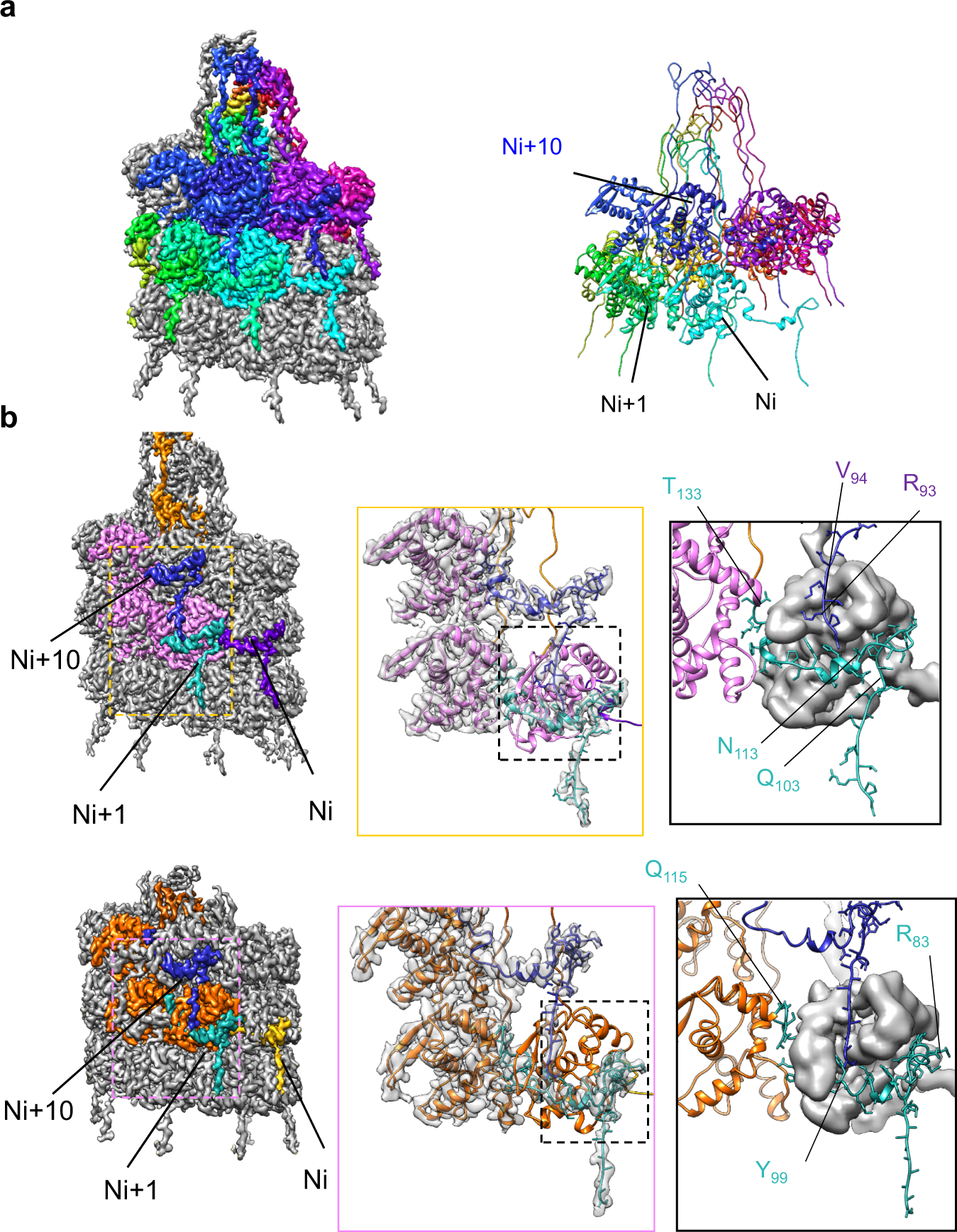 Fig. 5: Subunit arrangement in the sweet potato VLPs.