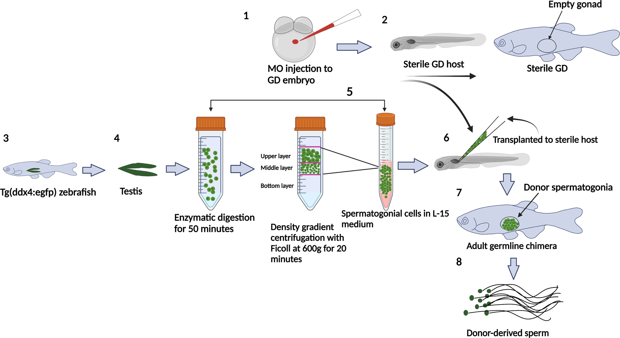 siberian mouses cum Enhancement of zebrafish sperm production via a large body-sized surrogate  with germ cell transplantation | Communications Biology