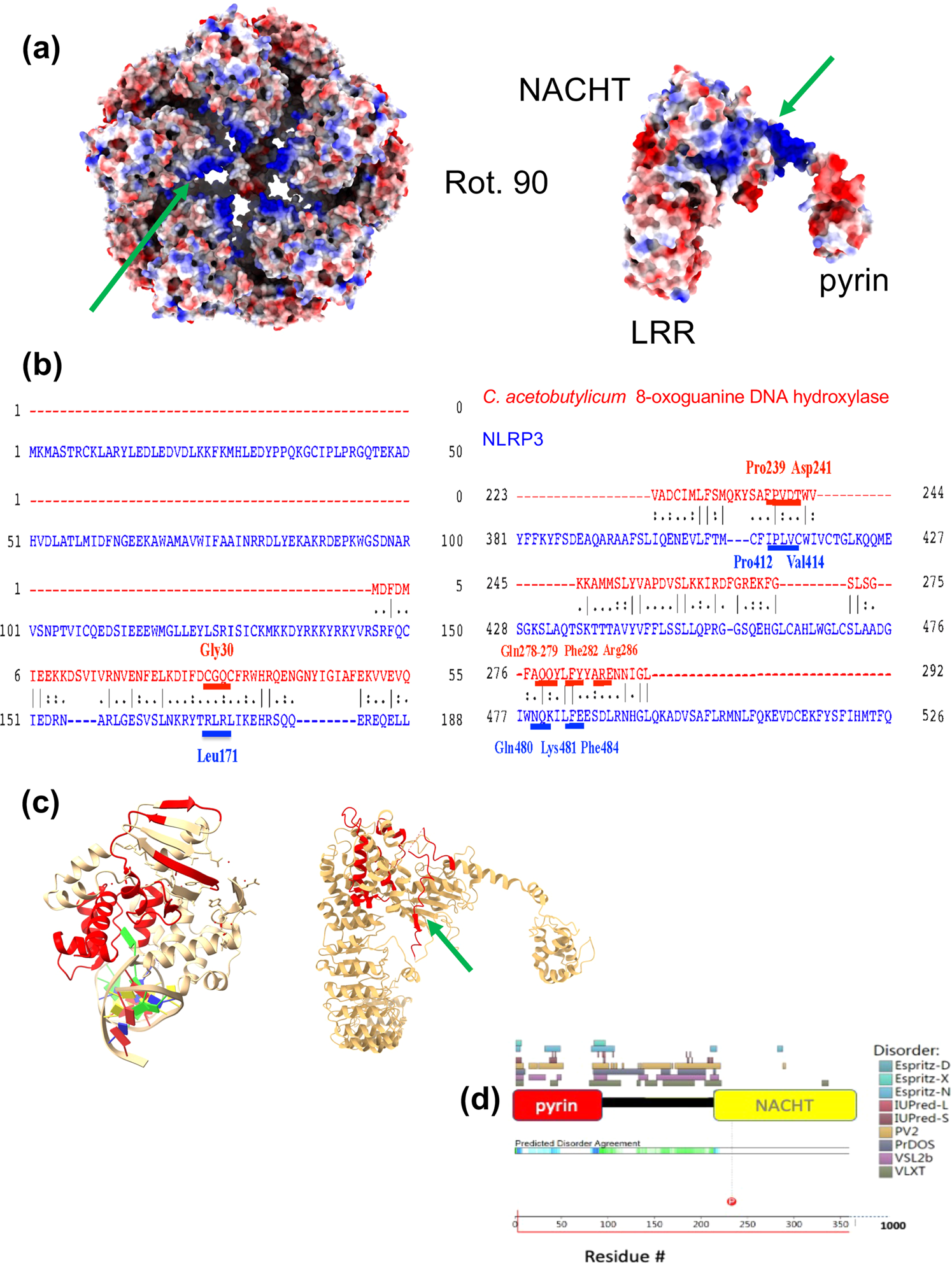 Fig. 3: Positive patch in the intrinsically disordered region shared with CacOgg.