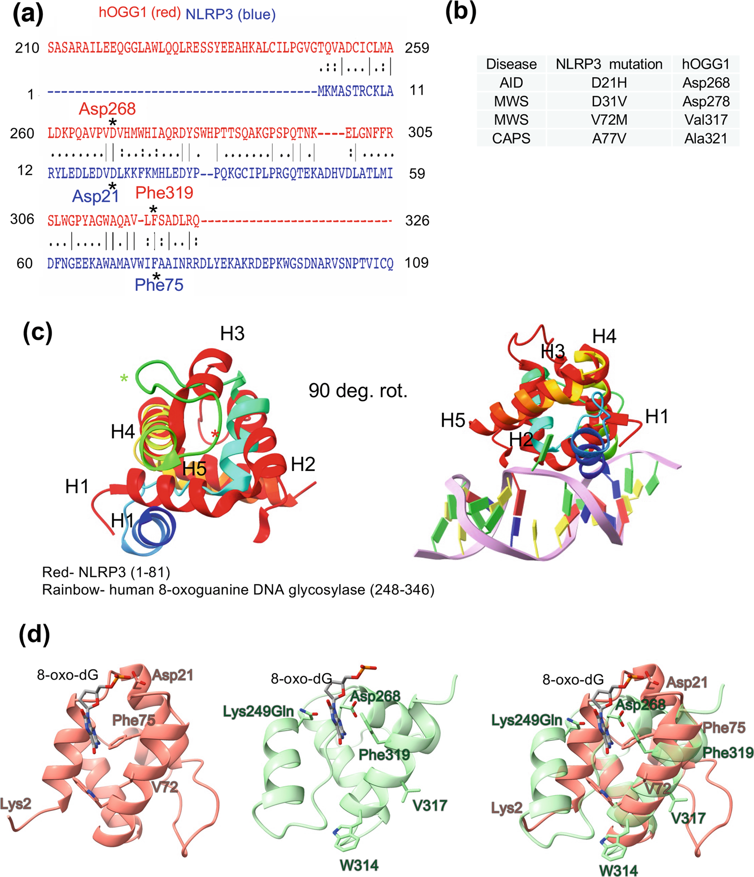 Fig. 4: NLRP3 pyrin domain shares fold with human DNA glycosylase.