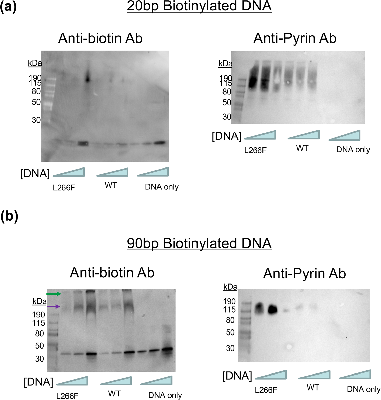Fig. 5: Oxidized mtDNA binds to the pyrin domain of NLRP3.