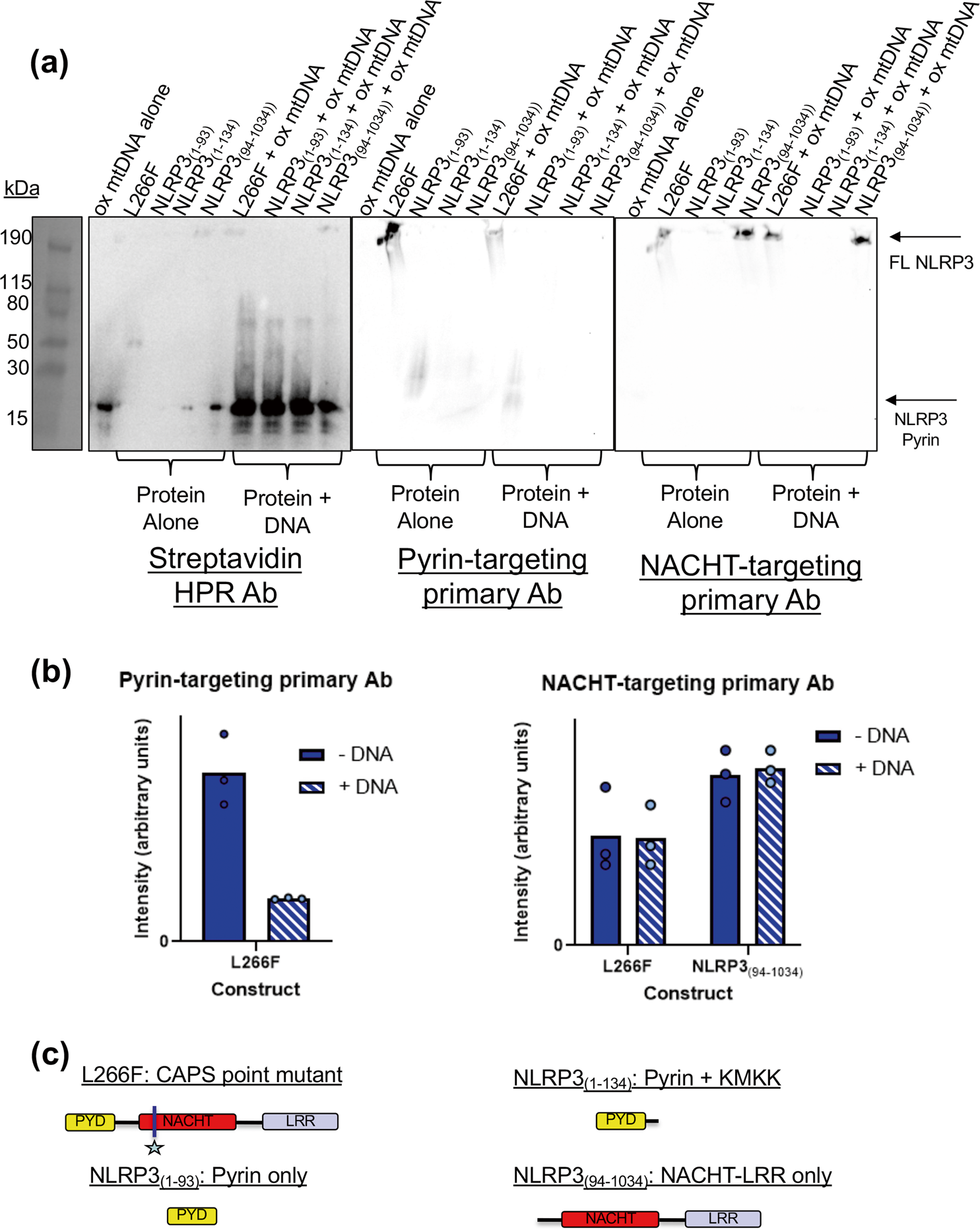 Fig. 6: NLRP3-DNA complex band intensity lost with anti-pyrin is recovered using a NACHT-targeting antibody.