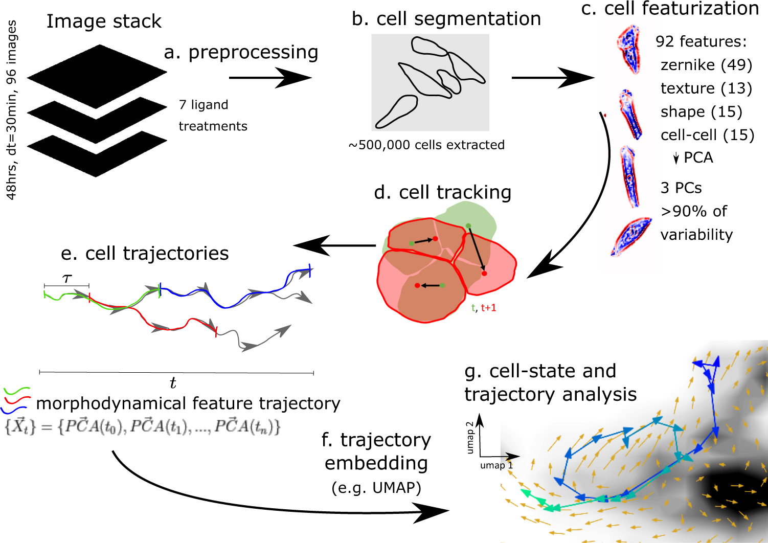 Morphodynamical cell state description via live-cell imaging trajectory  embedding | Communications Biology