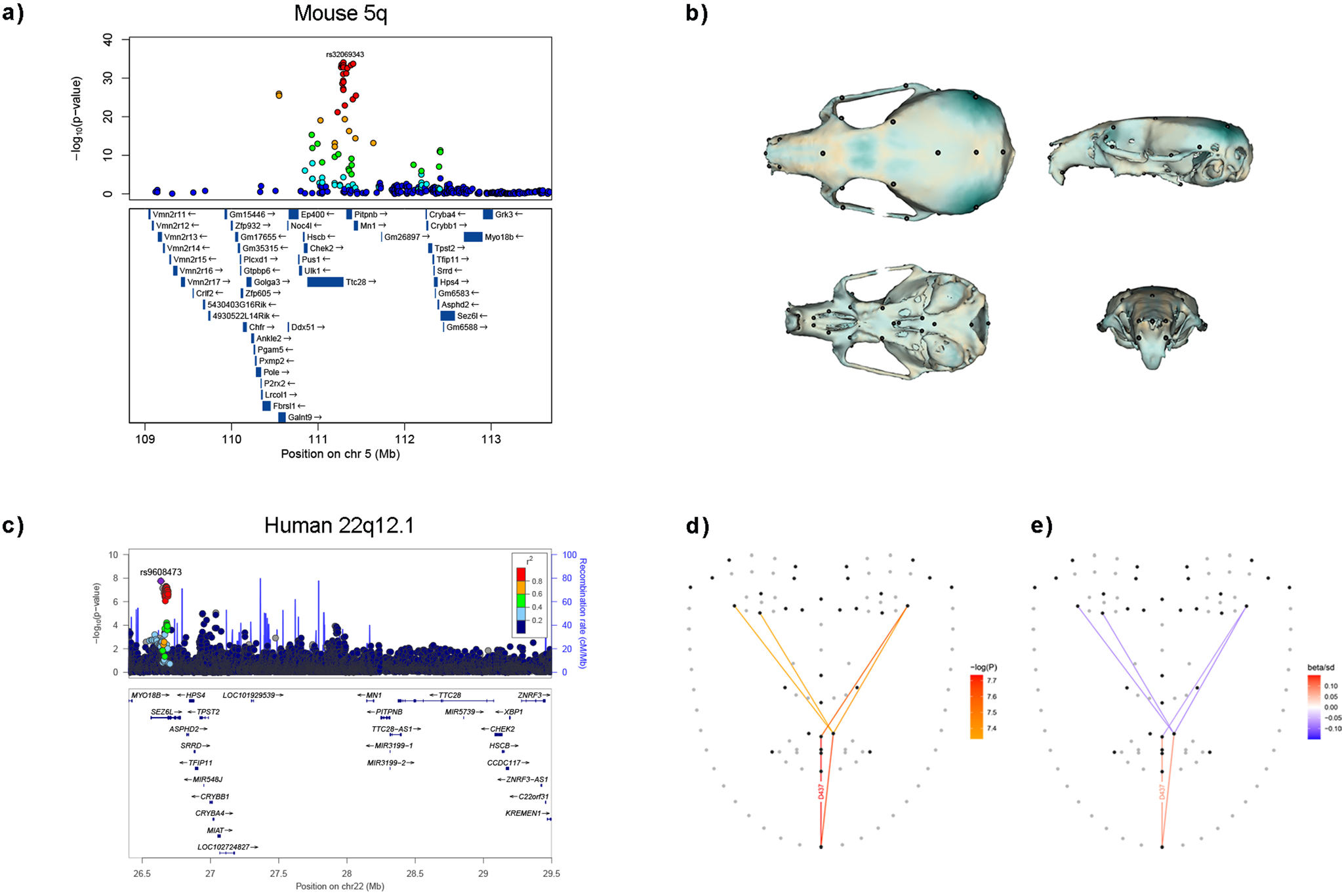 Fig. 2: Regional association plots in mouse and human.