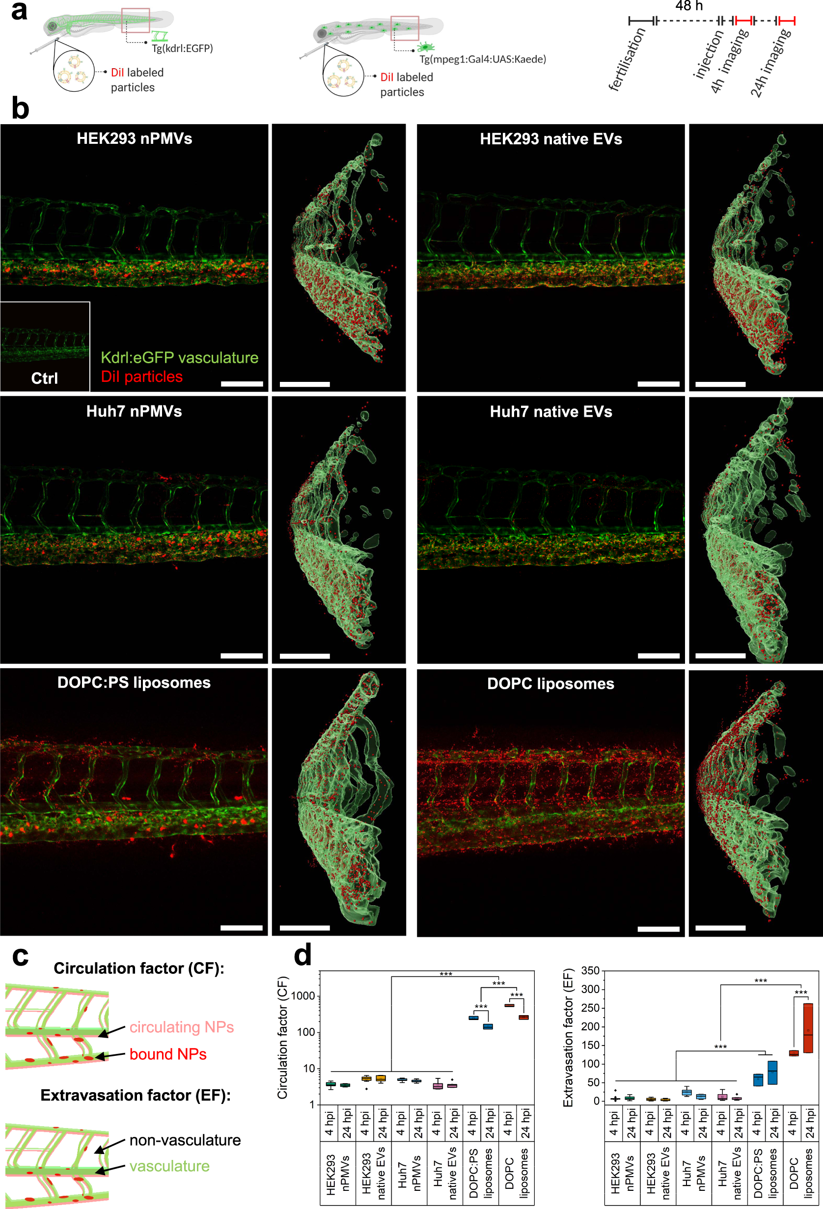 Fig. 5: In vivo biodistribution of HEK293 and Huh7 nPMVs and native EVs, DOPC:PS, and DOPC liposomes in the zebrafish larvae (ZFL).
