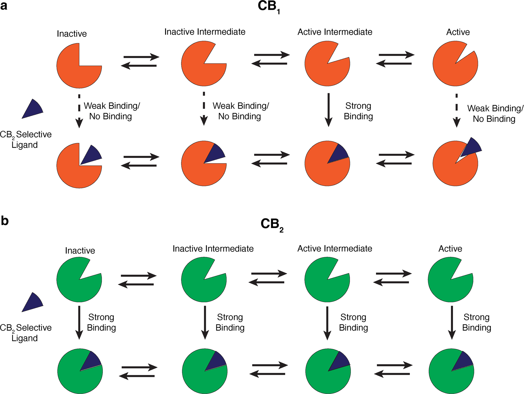 Distinct activation mechanisms regulate subtype selectivity of Cannabinoid  receptors | Communications Biology