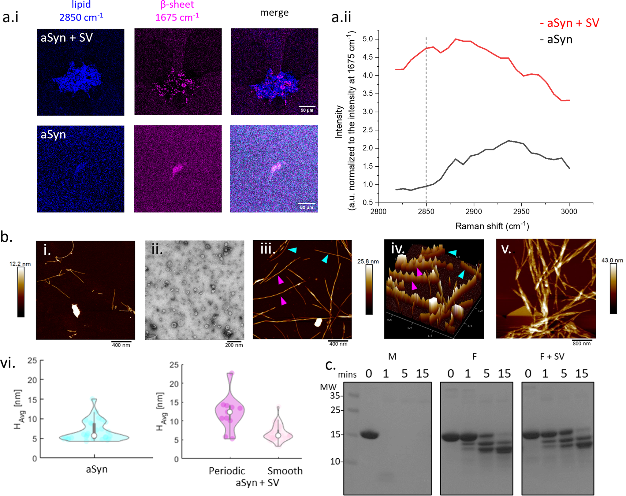 Fig. 2: SV lipid-associated aSyn fibrils have a more periodic morphology than aSyn only fibrils, but do not form different fibril polymorphs.