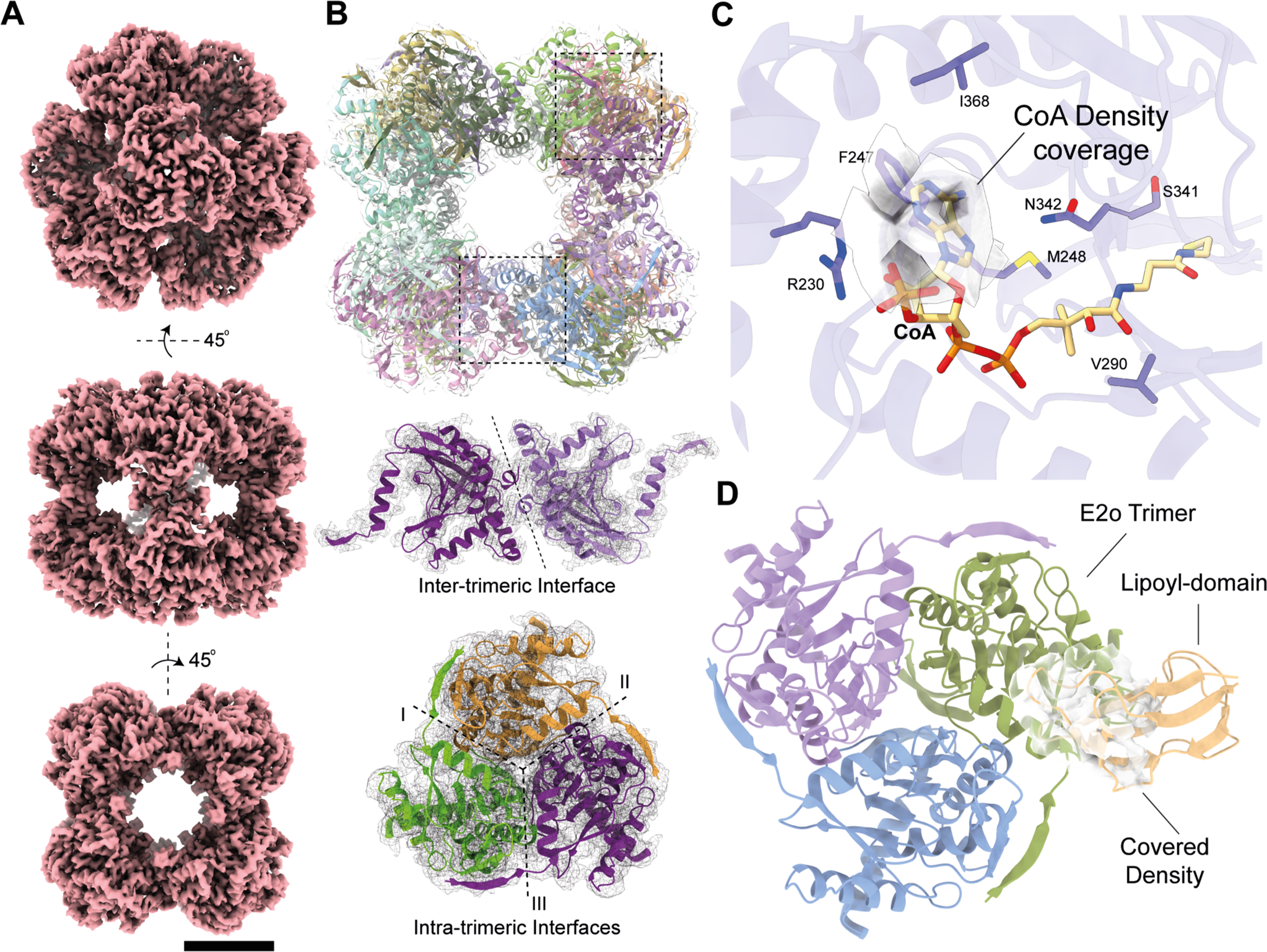 Fig. 3: The Cryo-EM structure of the OGDHc E2o 24-mer core.