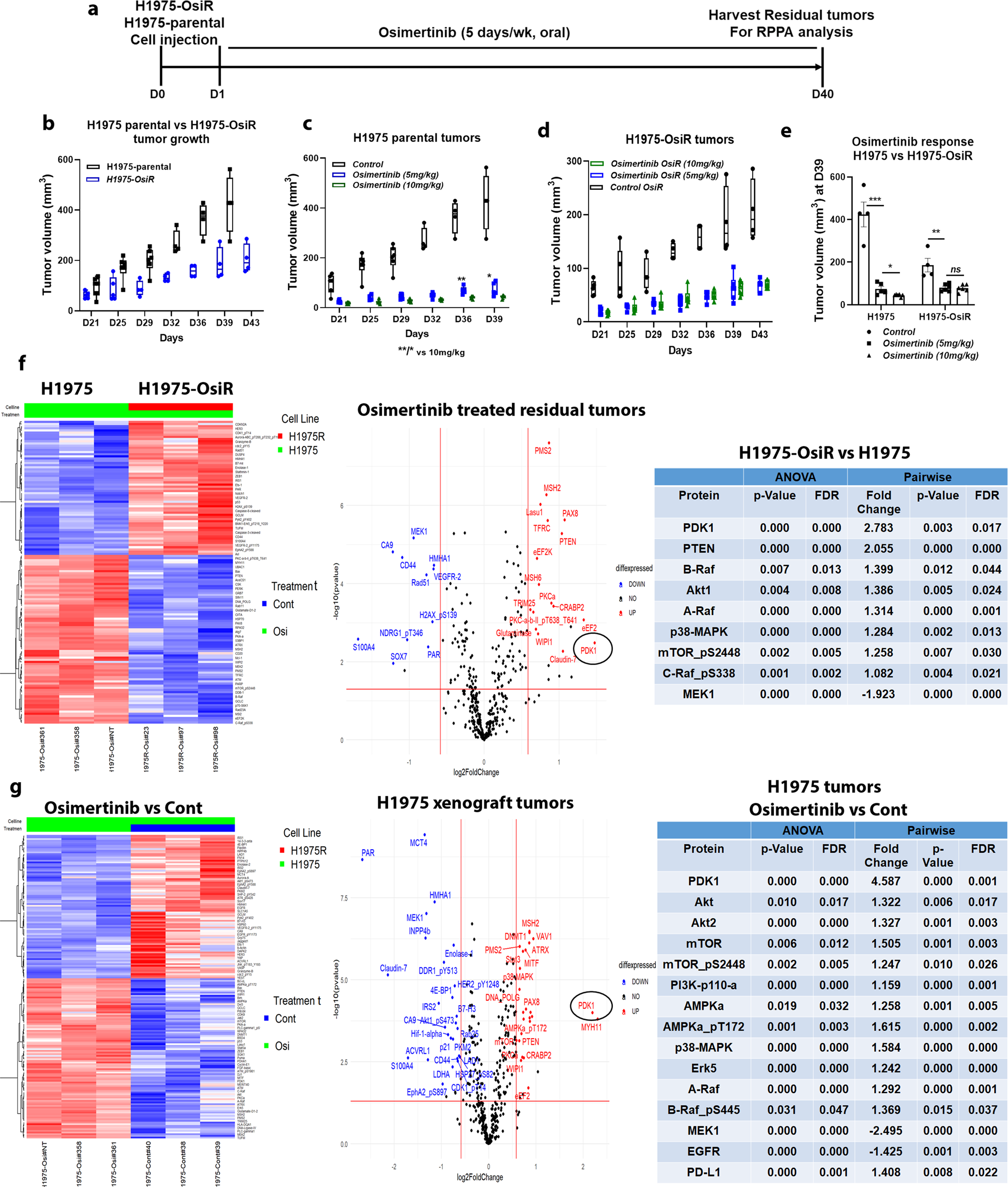 Fig. 3: RPPA Gene expression profile analysis in osimertinib treated residual xenograft tumors.
