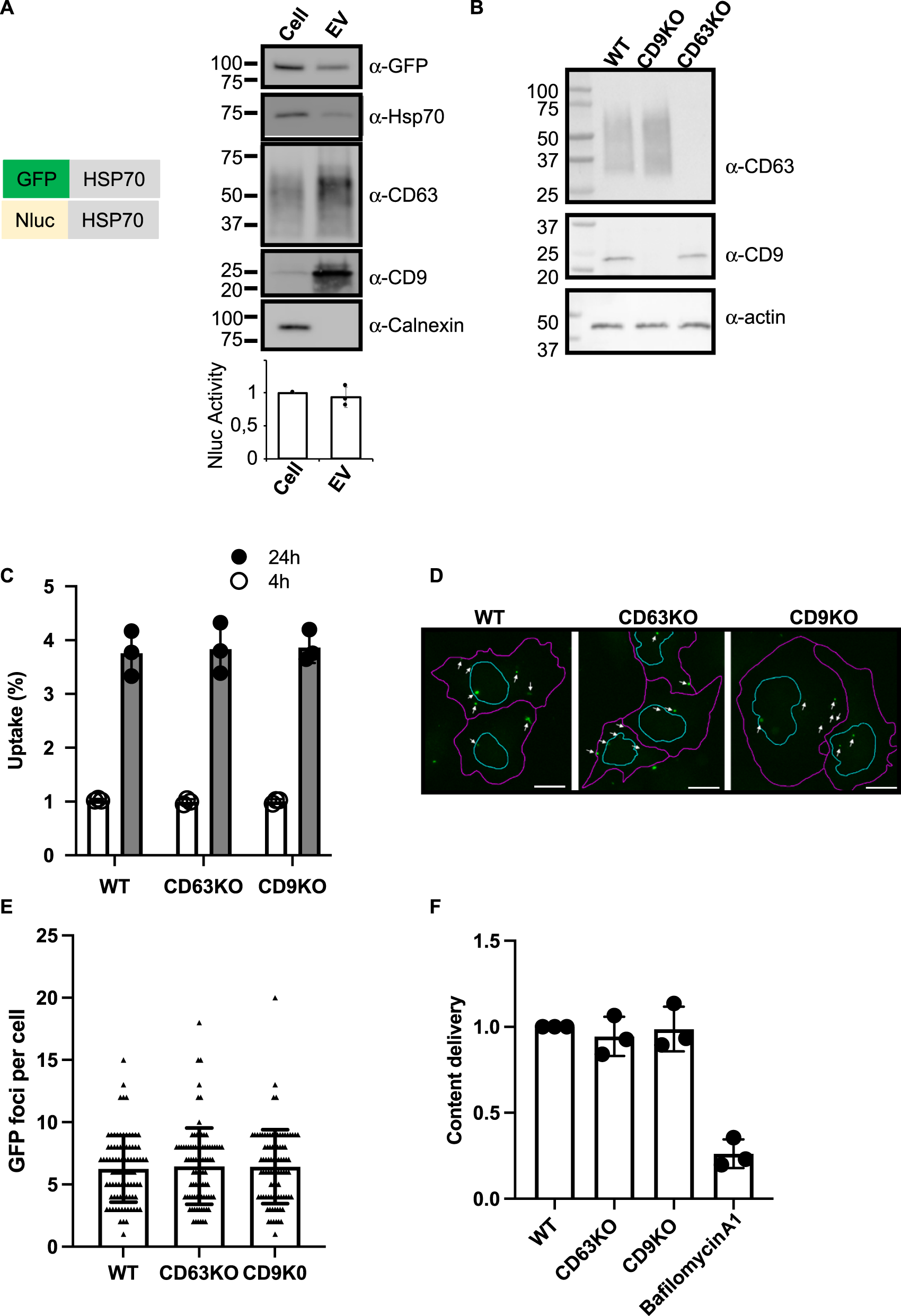 Lack of involvement of CD63 and CD9 tetraspanins in the extracellular  vesicle content delivery process | Communications Biology