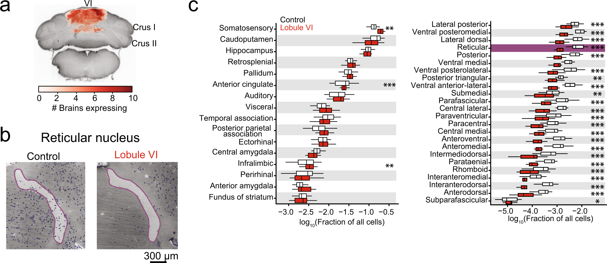 Fig. 4: Effects of lobule VI perturbation on whole-brain c-Fos.