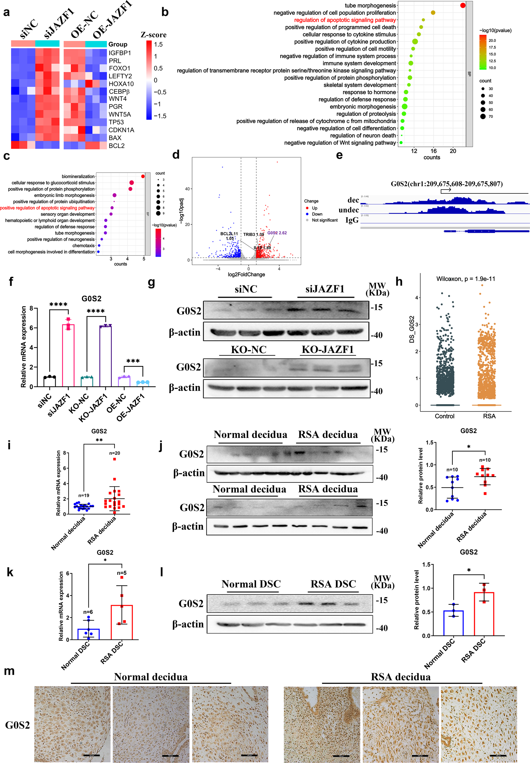 Fig. 5: JAZF1 directly targeted to G0S2 in decidualized hESCs, of which expression was increased in decidua in RSA.