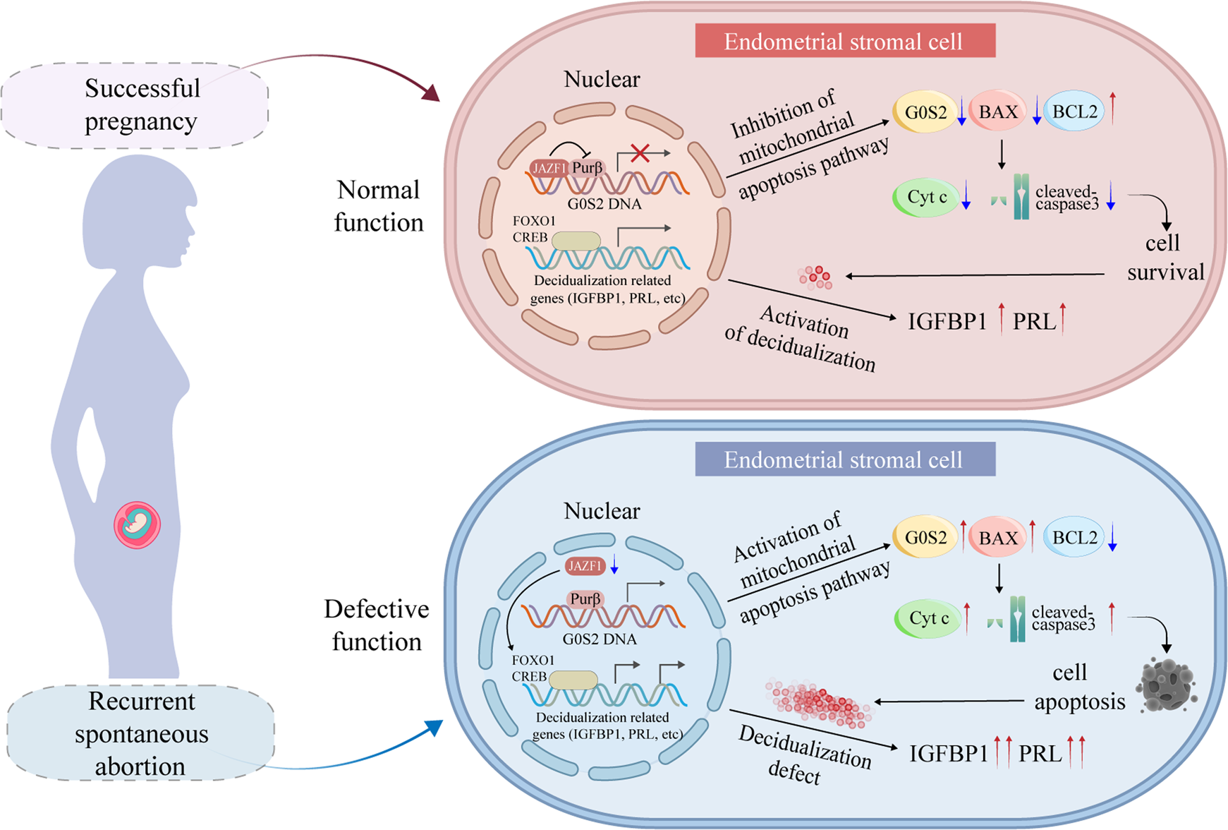 Fig. 9: Schematic illustration indicating that JAZF1 safeguards hESCs survival and decidualization by repressing the transcription of G0S2 via restricting G0S2 activator Purβ.