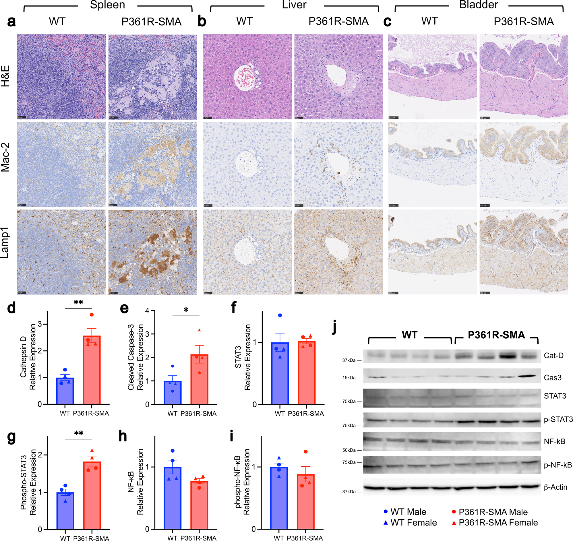 Fig. 2: Histological examination of peripheral tissues from P361R-SMA mice.
