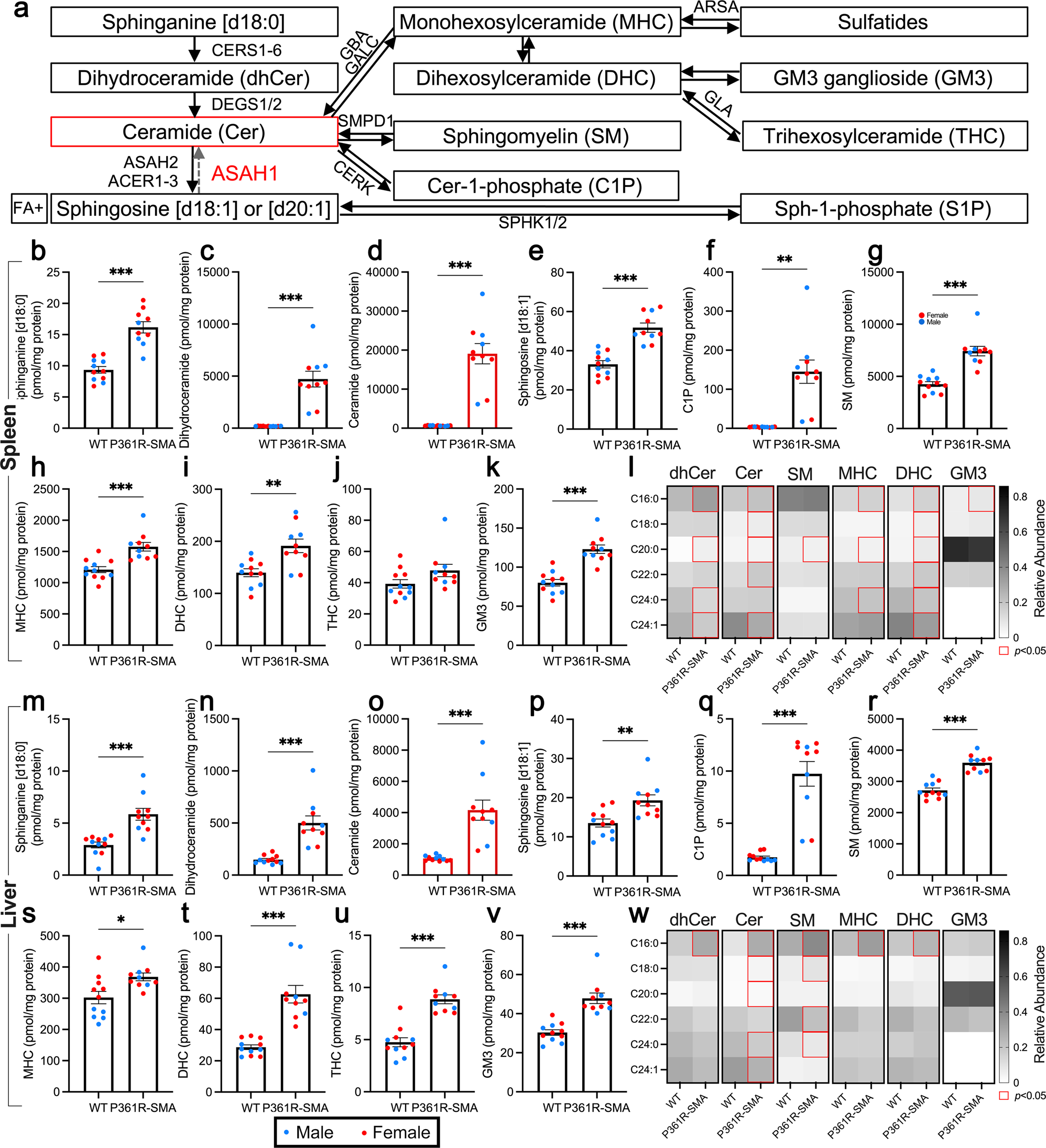 Fig. 3: Ceramides and related sphingolipids in extracts from the spleens and livers of 21-week-old P361R-SMA mice.