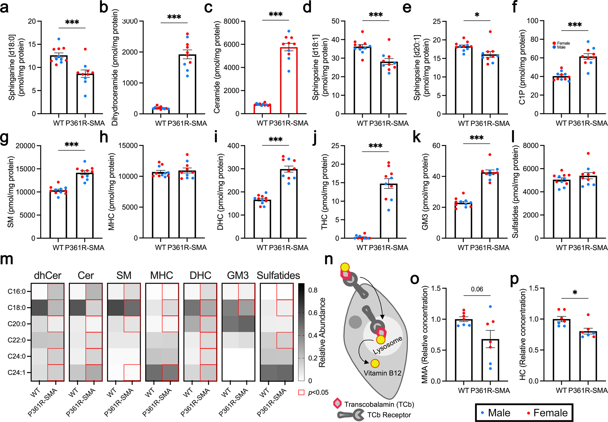 Fig. 7: Ceramides (Cer) and related sphingolipids in spinal cord homogenates from 21-week-old P361R-SMA mice along with biomarkers of aberrant vitamin B12 metabolism.