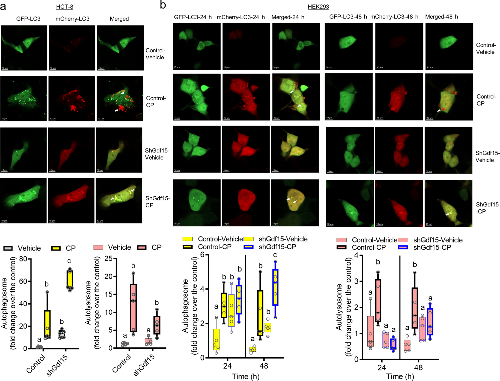 Fig. 7: Effects of Gdf15 on autophagy in cells.