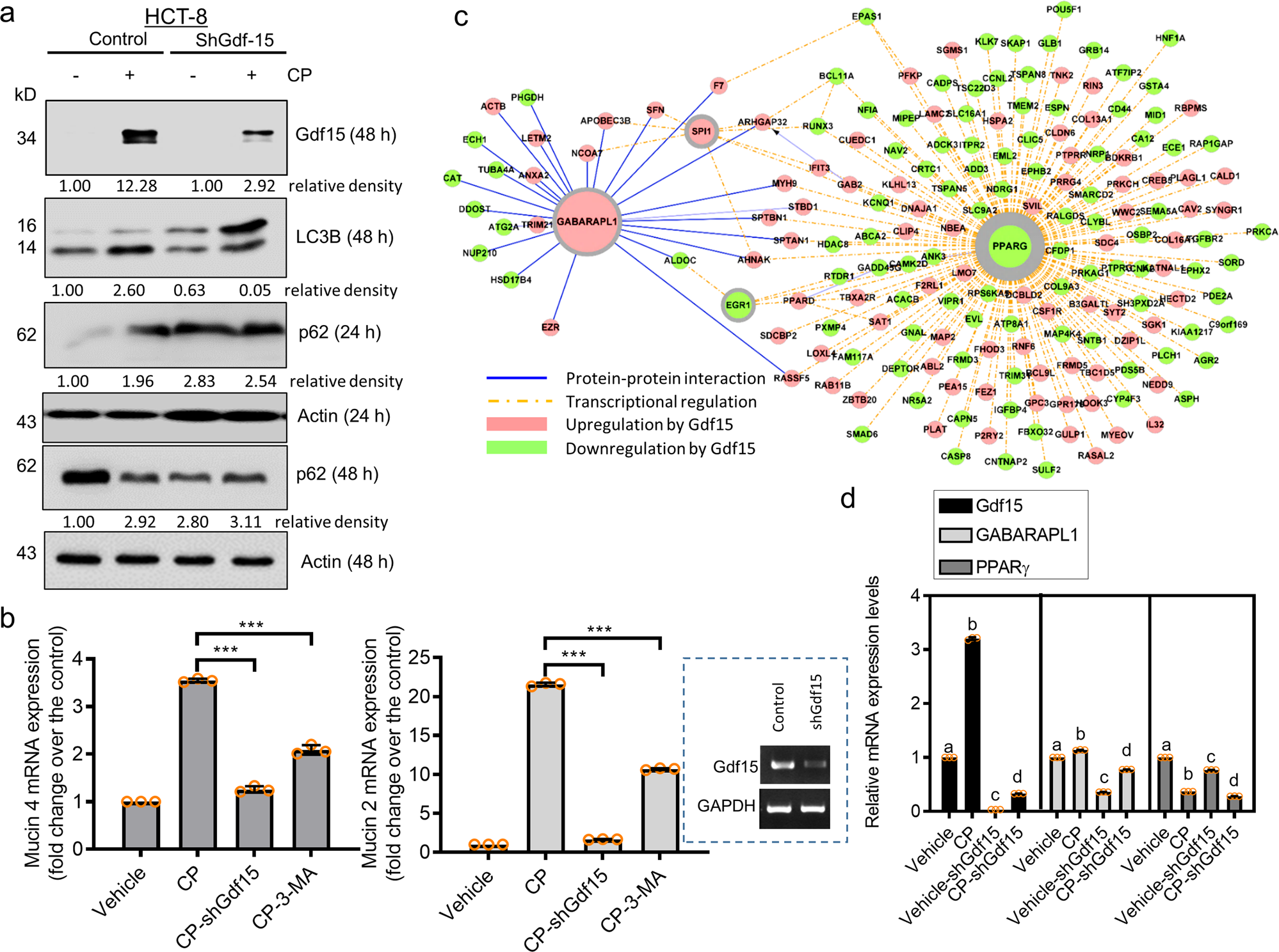 Fig. 8: Effects of Gdf15 deficiency on gut autophagy signaling and mucin production.
