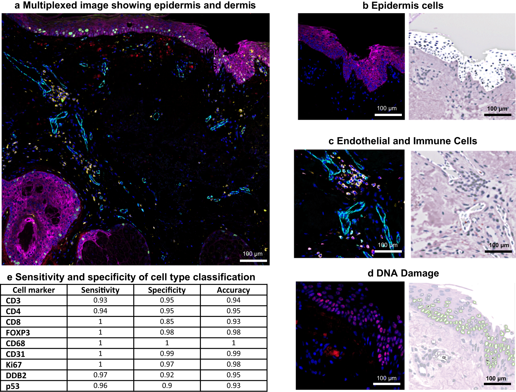 Fig. 2: Multiplexed images of cell type markers and GMM probability maps overlaid on virtual H&E.