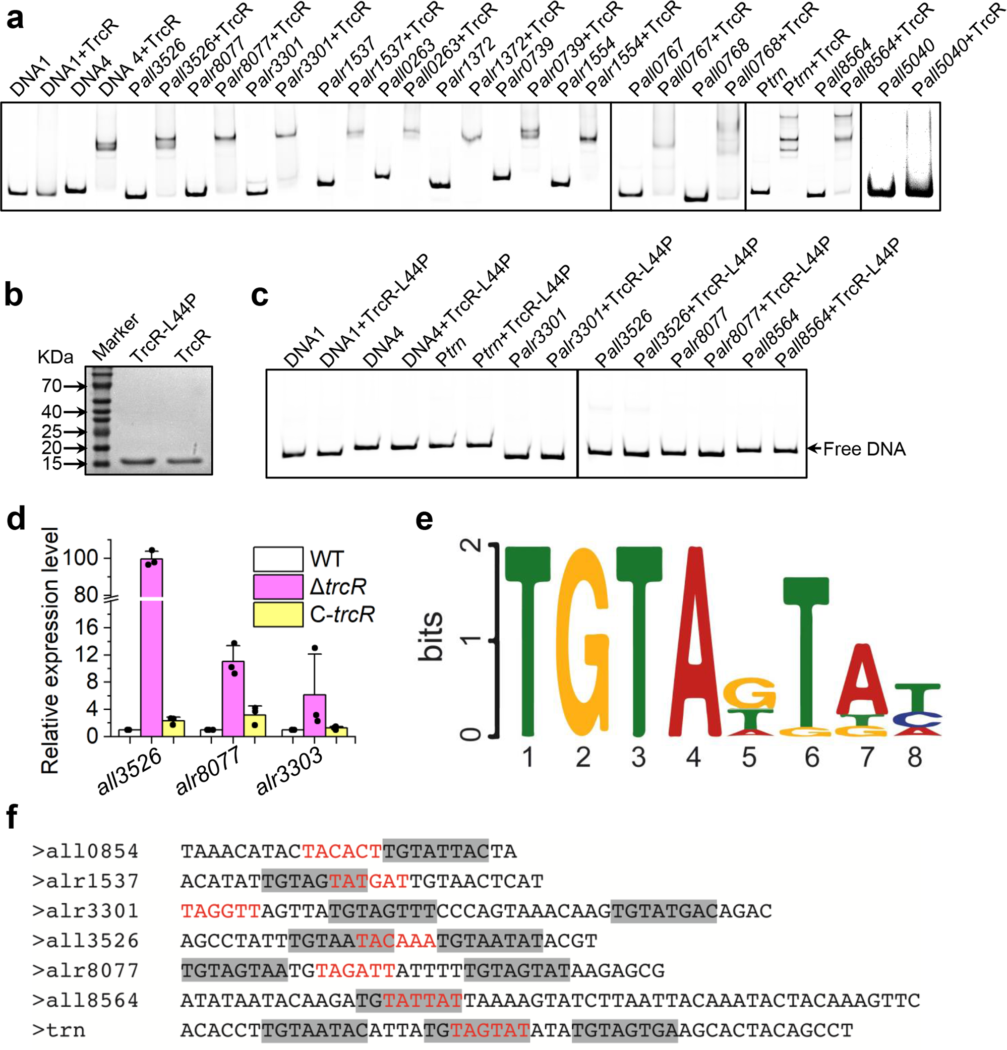 Fig. 4: Regulation of several genes under the control of TrcR.