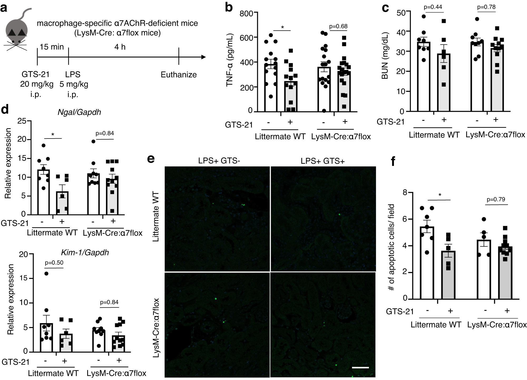 Fig. 2: GTS-21 did not dampen the kidney injury in macrophage-specific α7AChR-deficient mice.