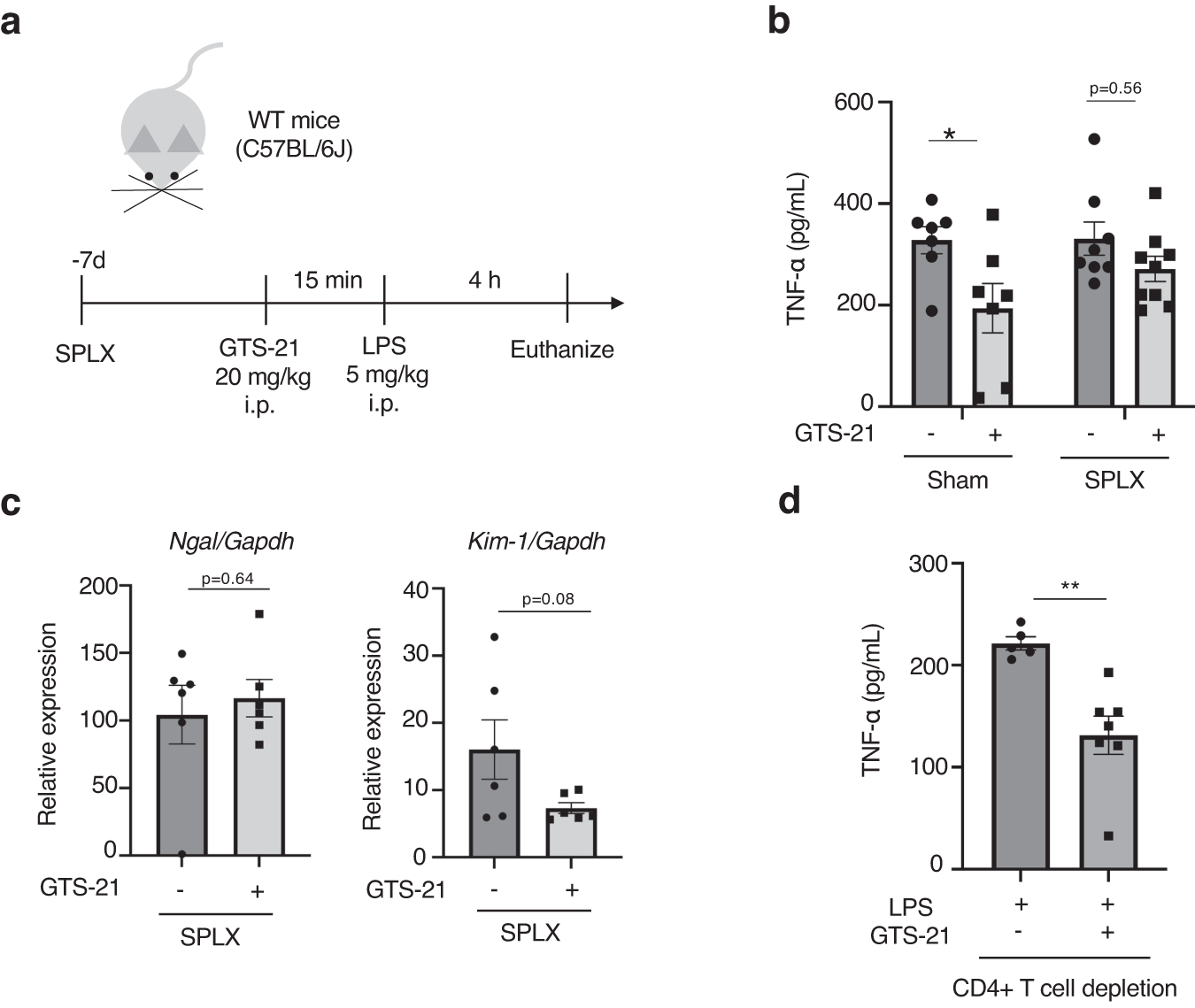 Fig. 7: Splenectomy abolished the GTS-21 mediated anti-inflammatory and kidney protective effects in WT mice.