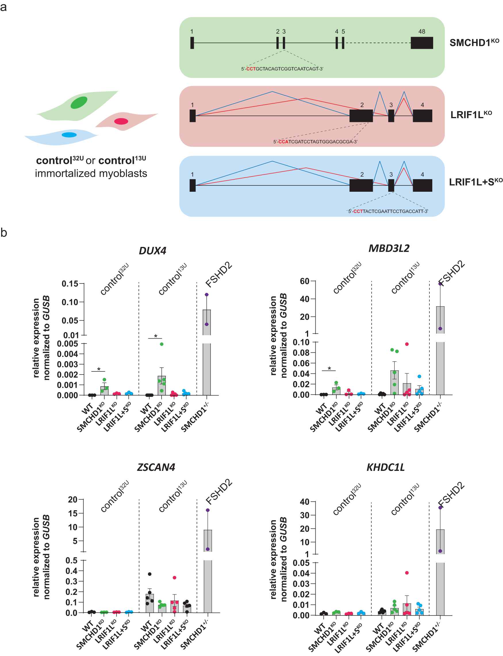Fig. 1: Knock-out of SMCHD1 or LRIF1 in control immortalized myoblasts have only a mild effect on DUX4 derepression.