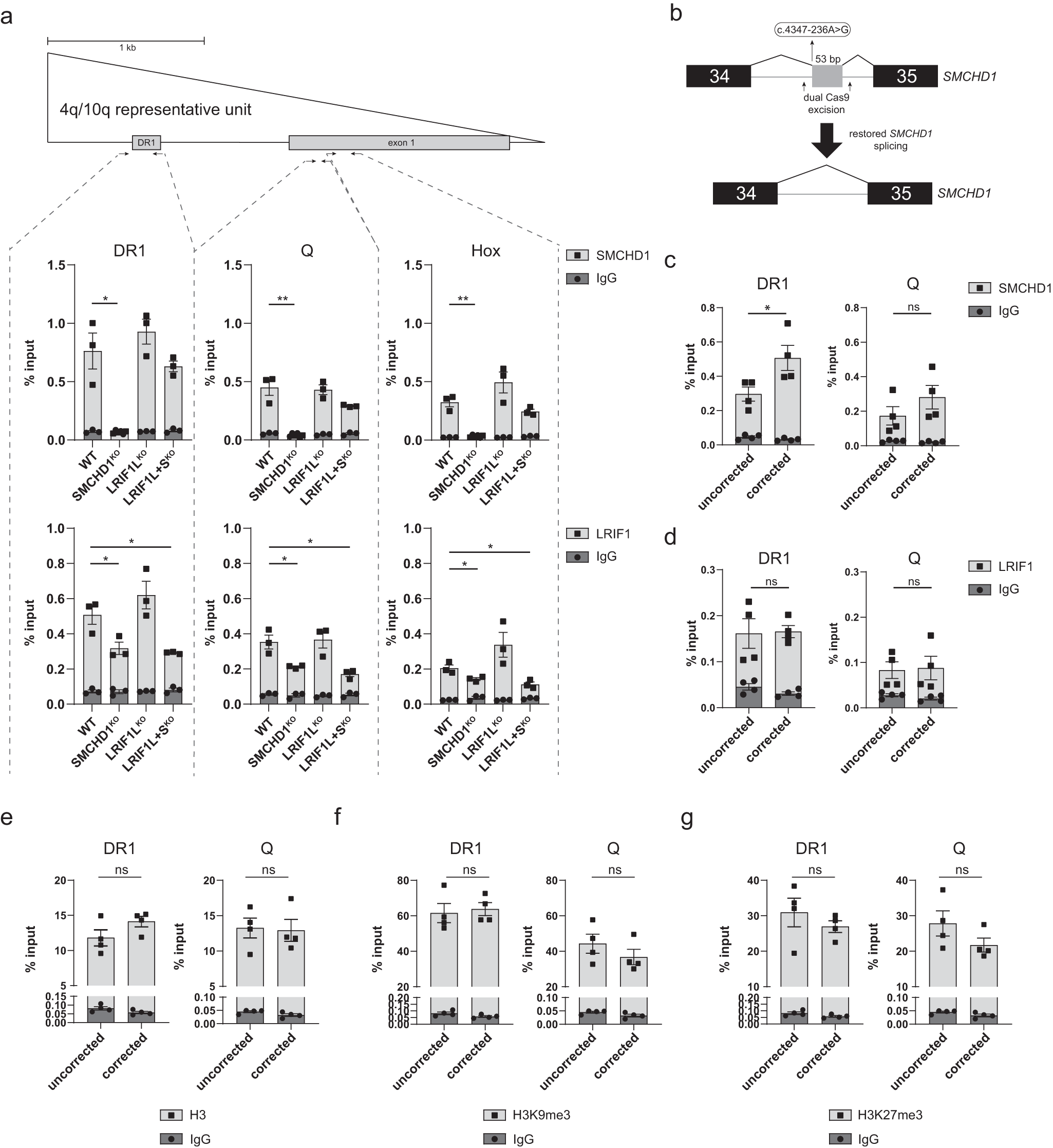 Fig. 3: SMCHD1 binding to D4Z4 in somatic cells is independent of LRIF1.