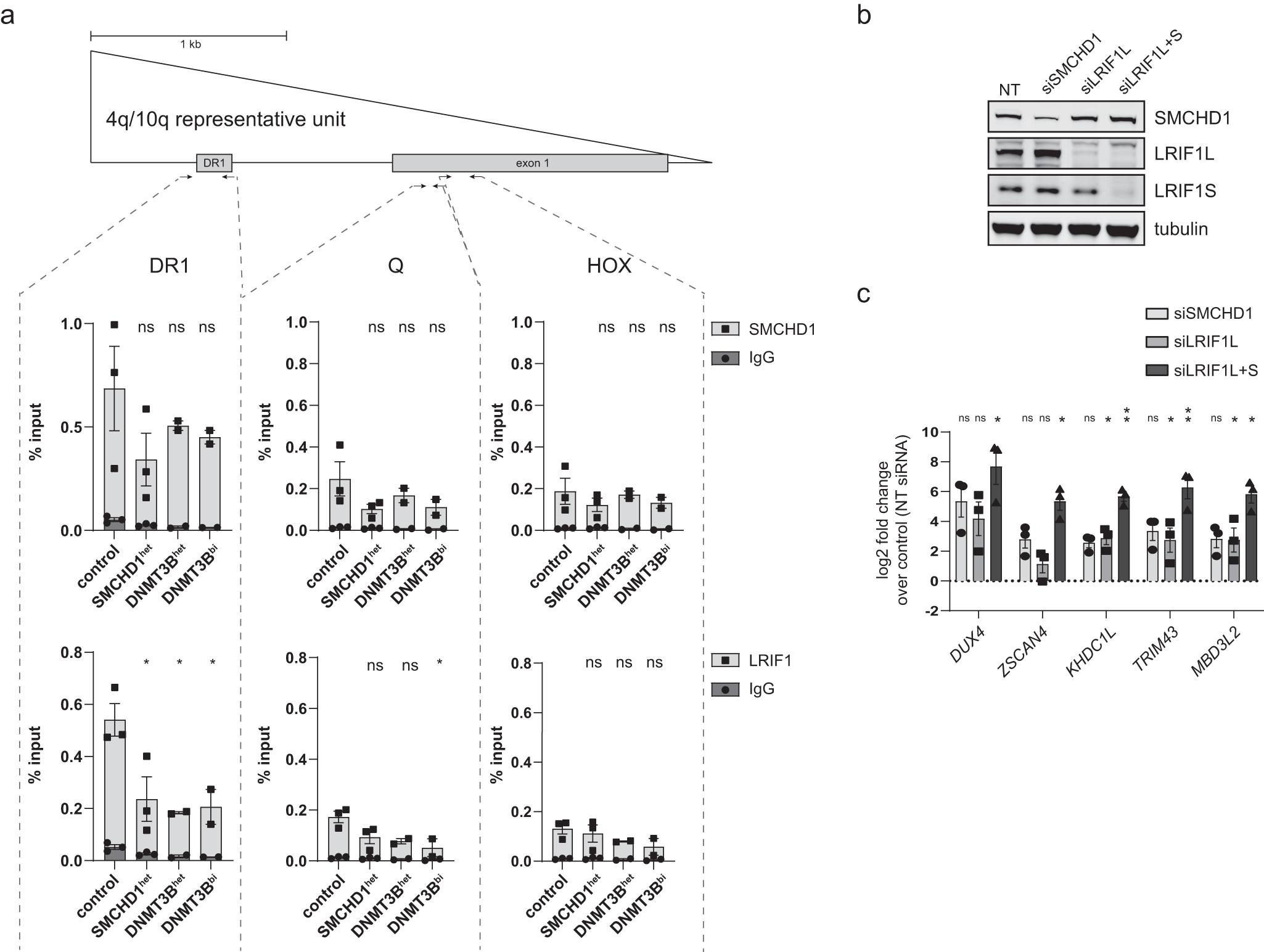 Fig. 4: SMCHD1 and LRIF1 have residual repressive action at hypomethylated D4Z4.