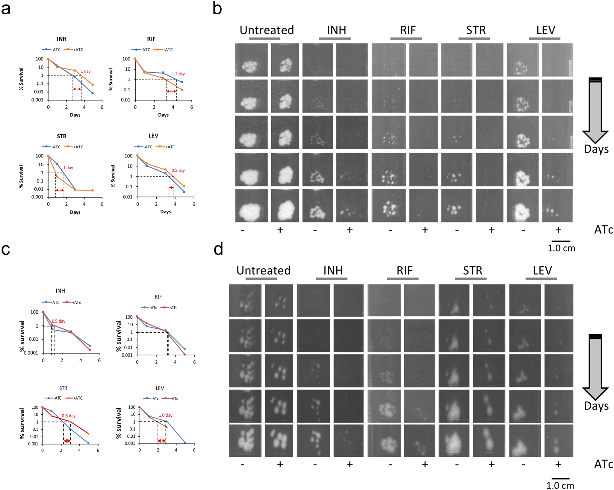 Fig. 7: Effect of suppression of resR/mcdR and rplN on post-antibiotic recovery of Mtb.