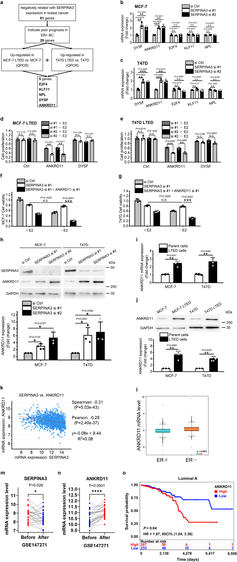 Fig. 4: SERPINA3 downregulation drives AI resistance by ANKRD11 upregulation.